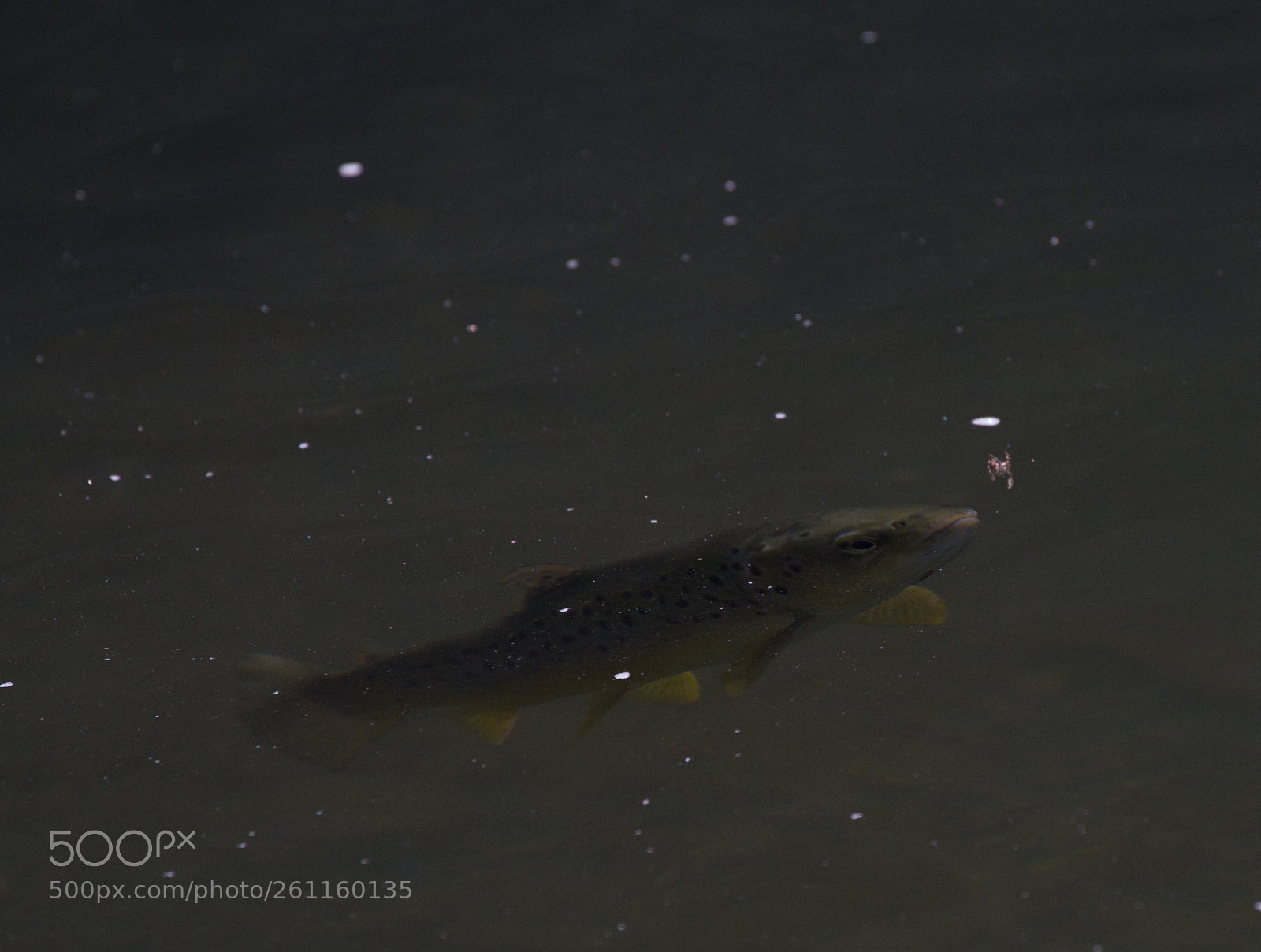 Canon EOS 7D sample photo. Brown trout spot food. photography