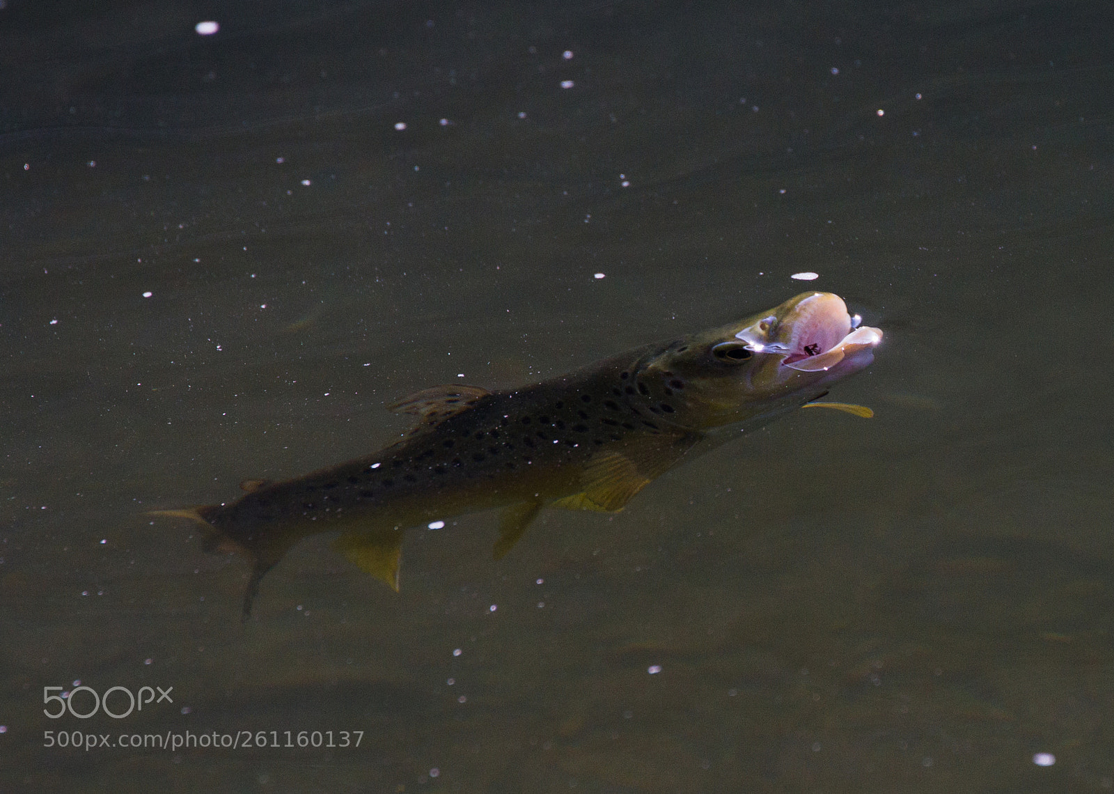 Canon EOS 7D sample photo. Open mouth brown trout photography