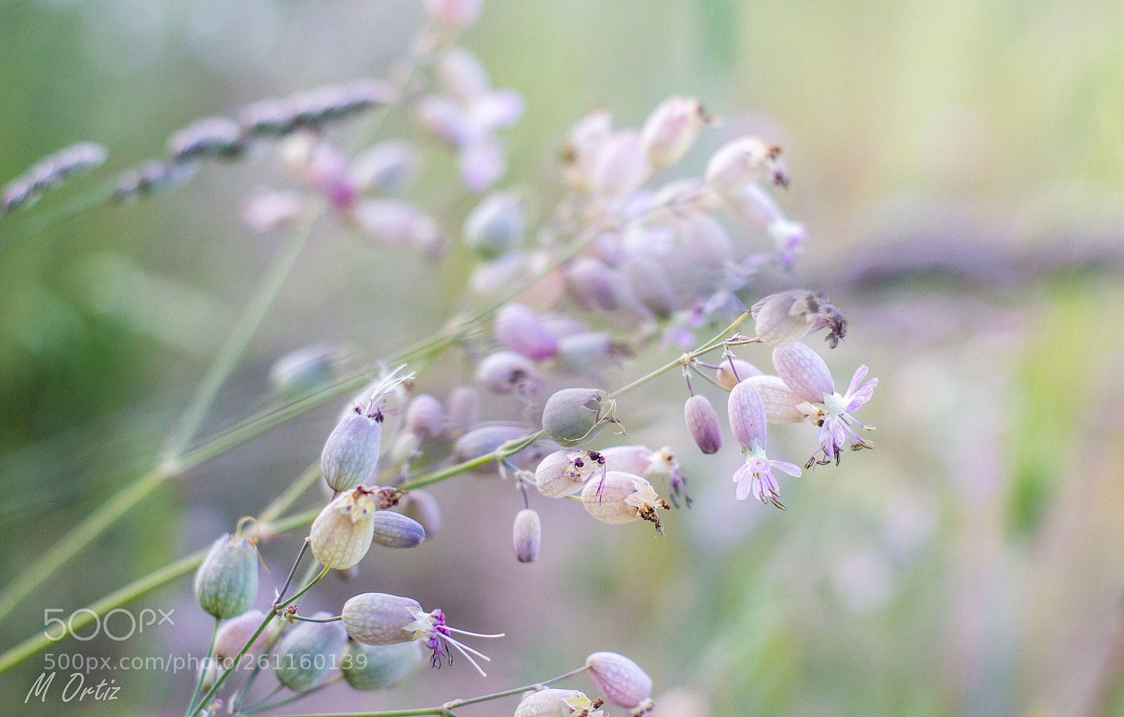 Canon EOS 1200D (EOS Rebel T5 / EOS Kiss X70 / EOS Hi) sample photo. Abstracciones en la naturaleza photography