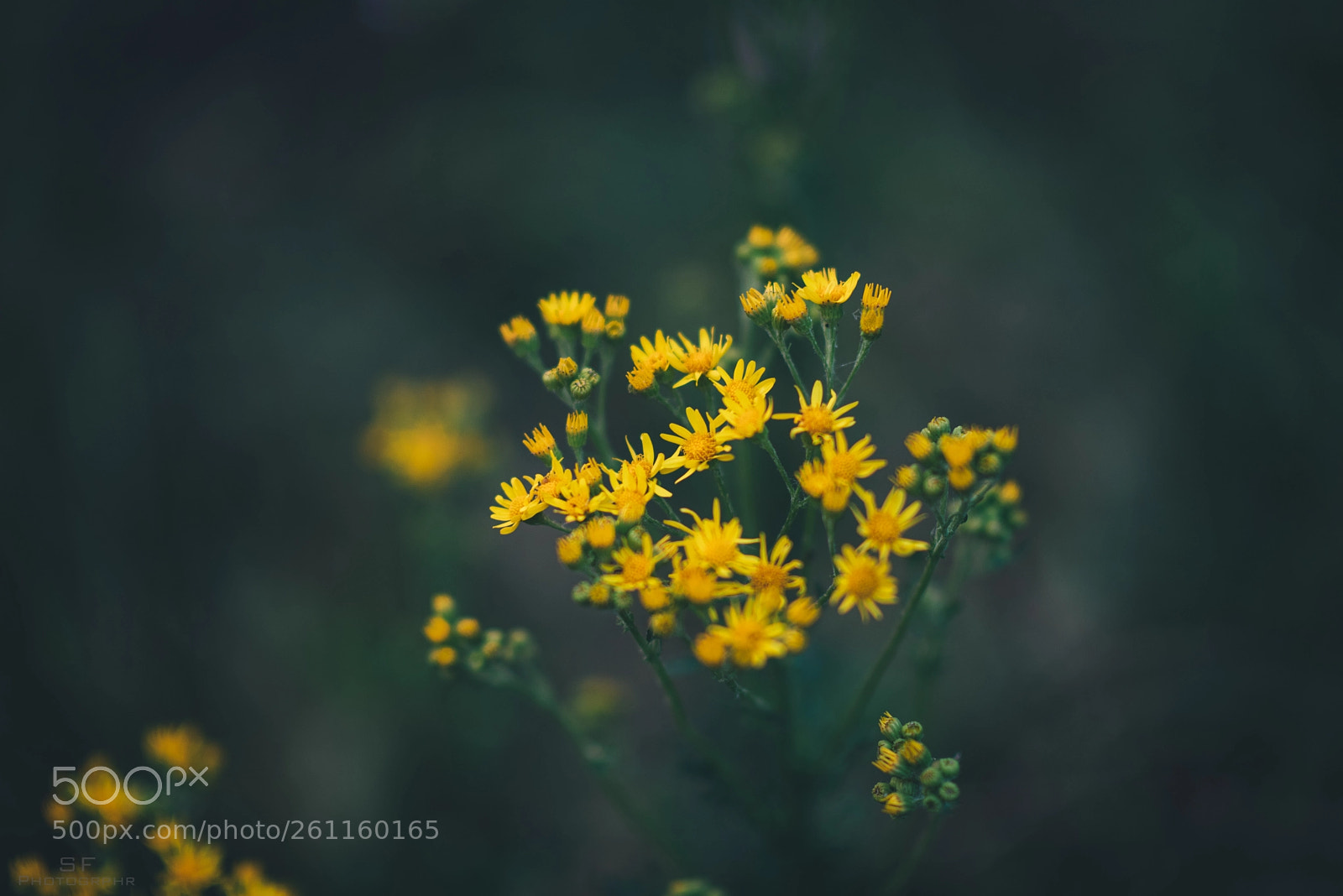 Nikon D750 sample photo. Wild flowers - 156/365 (yellow) photography
