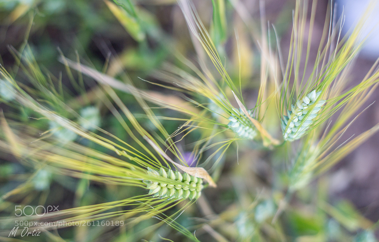 Canon EOS 1200D (EOS Rebel T5 / EOS Kiss X70 / EOS Hi) sample photo. Abstracciones en la naturaleza photography