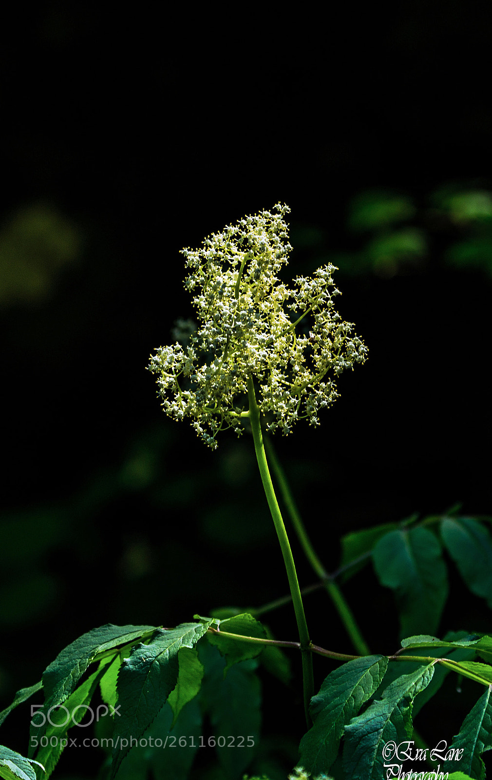 Canon EOS 6D sample photo. In the shadows photography