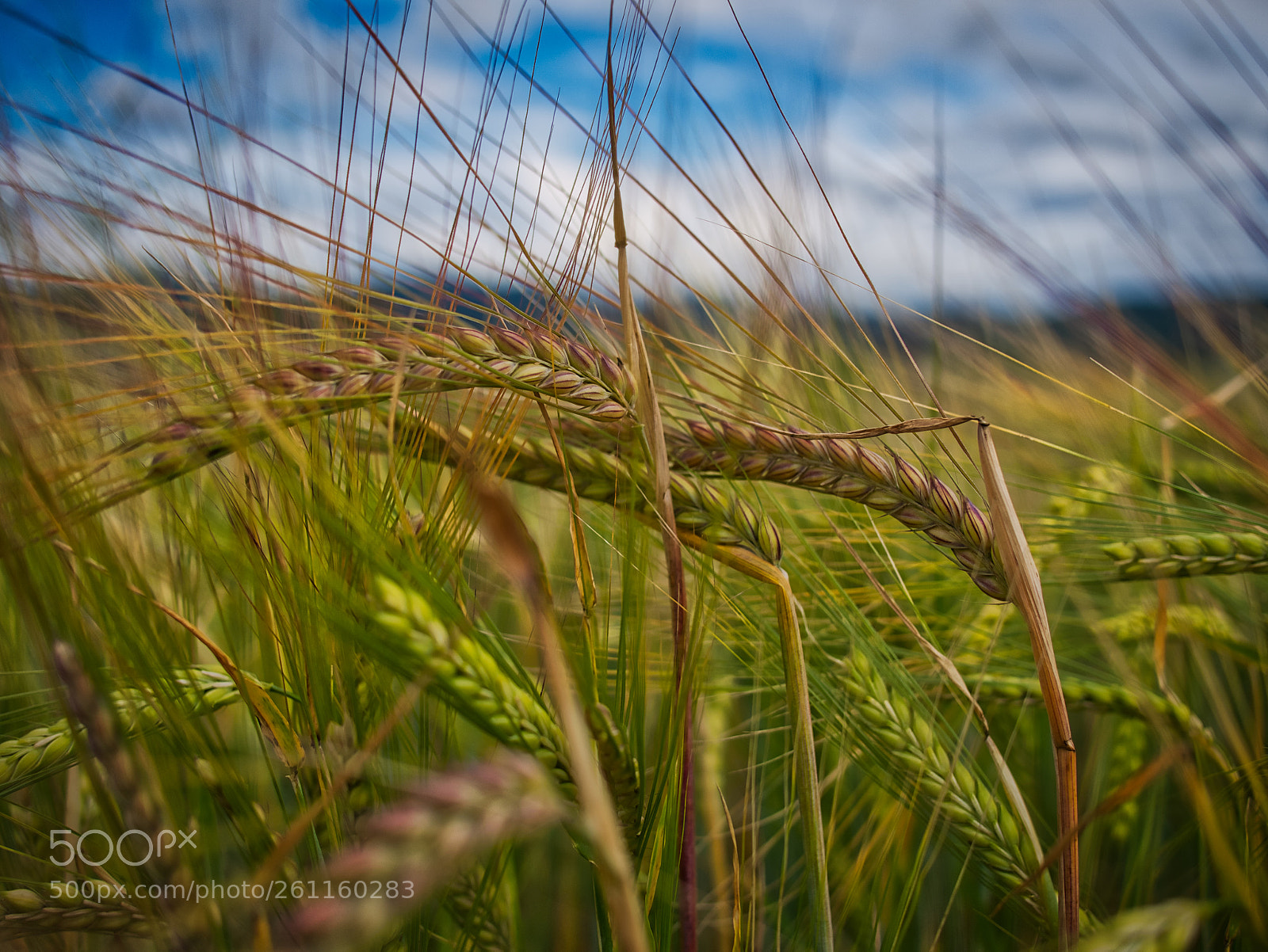 Panasonic Lumix DMC-GX85 (Lumix DMC-GX80 / Lumix DMC-GX7 Mark II) sample photo. Trigo photography