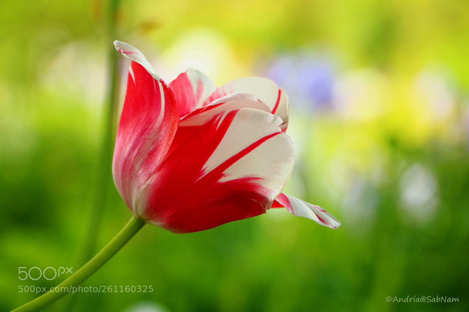 Canon EOS 750D (EOS Rebel T6i / EOS Kiss X8i) sample photo. Tulip photography