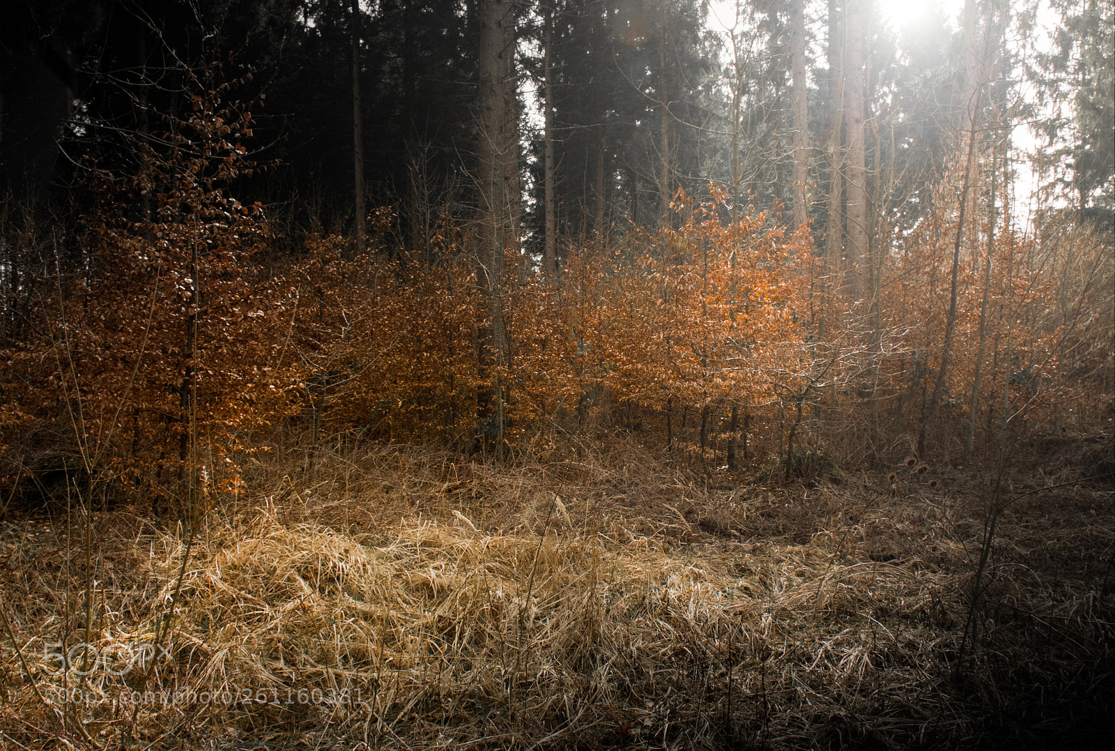 Canon EOS 70D sample photo. Waldlichtung photography