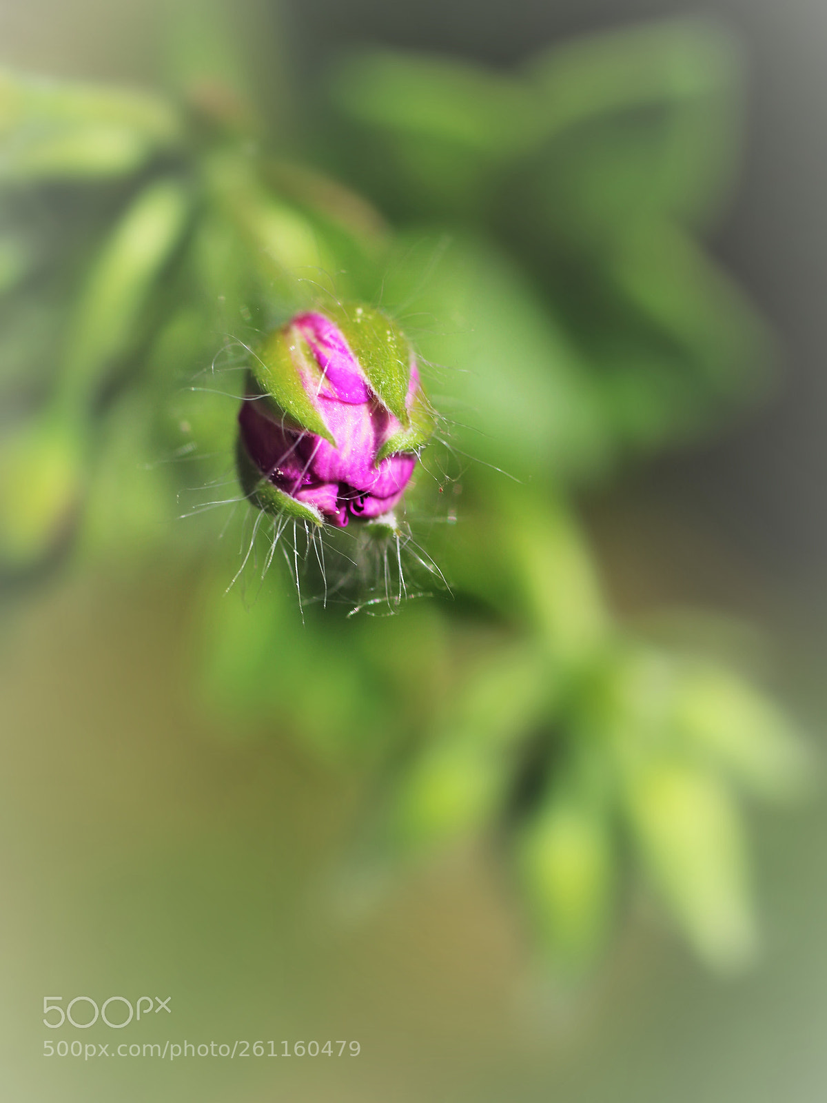 Canon EOS 7D Mark II sample photo. The beginn of blooming () photography