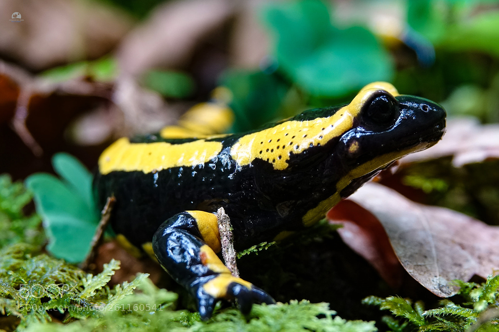 Sony Cyber-shot DSC-RX10 III sample photo. Feuersalamander photography