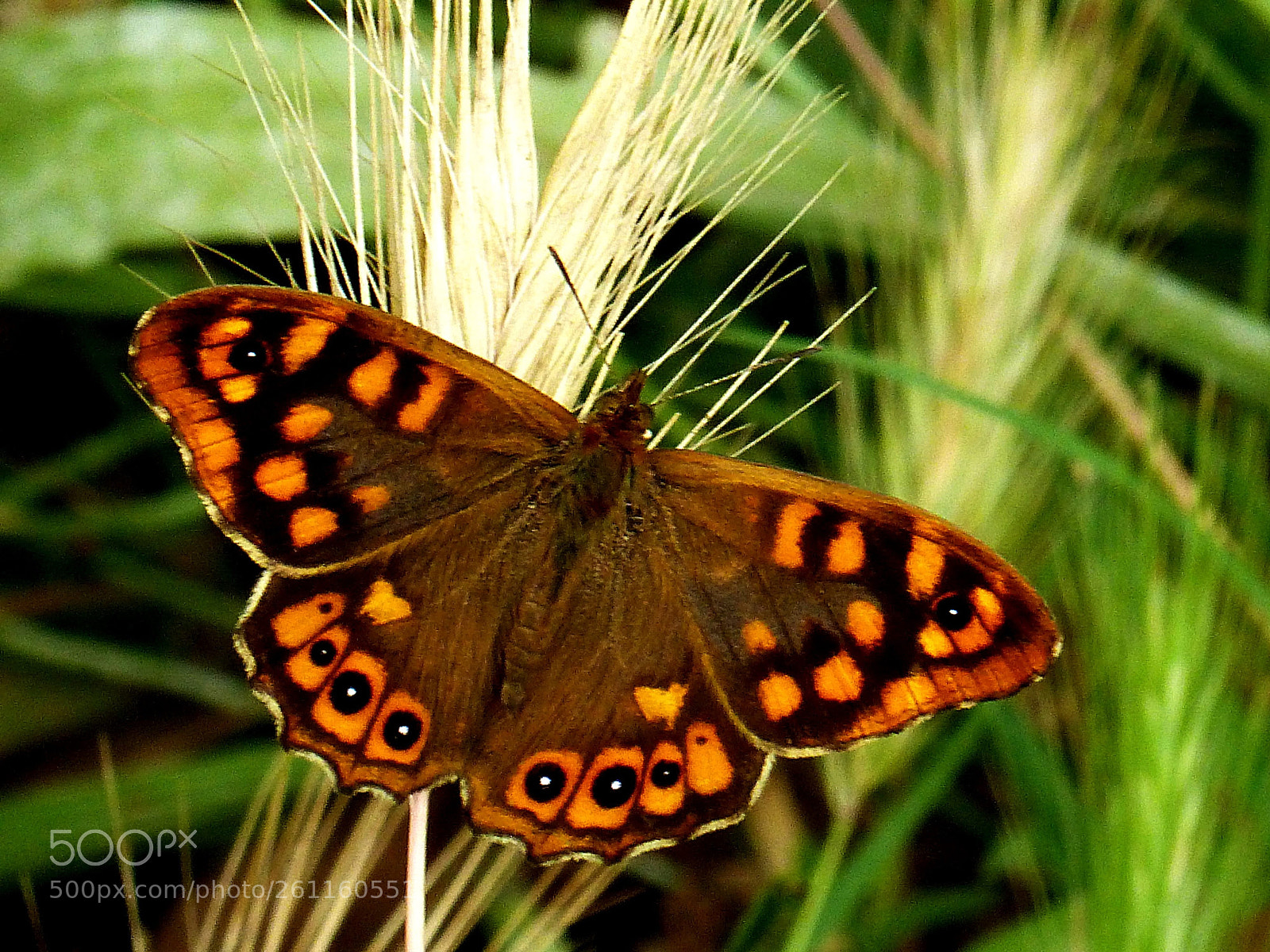 Panasonic Lumix DMC-FZ200 sample photo. Entre espigues photography