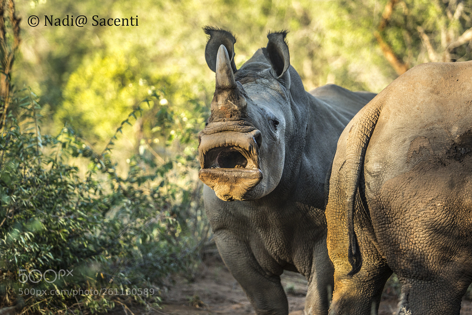 Canon EOS-1D X sample photo. Angry rhino photography