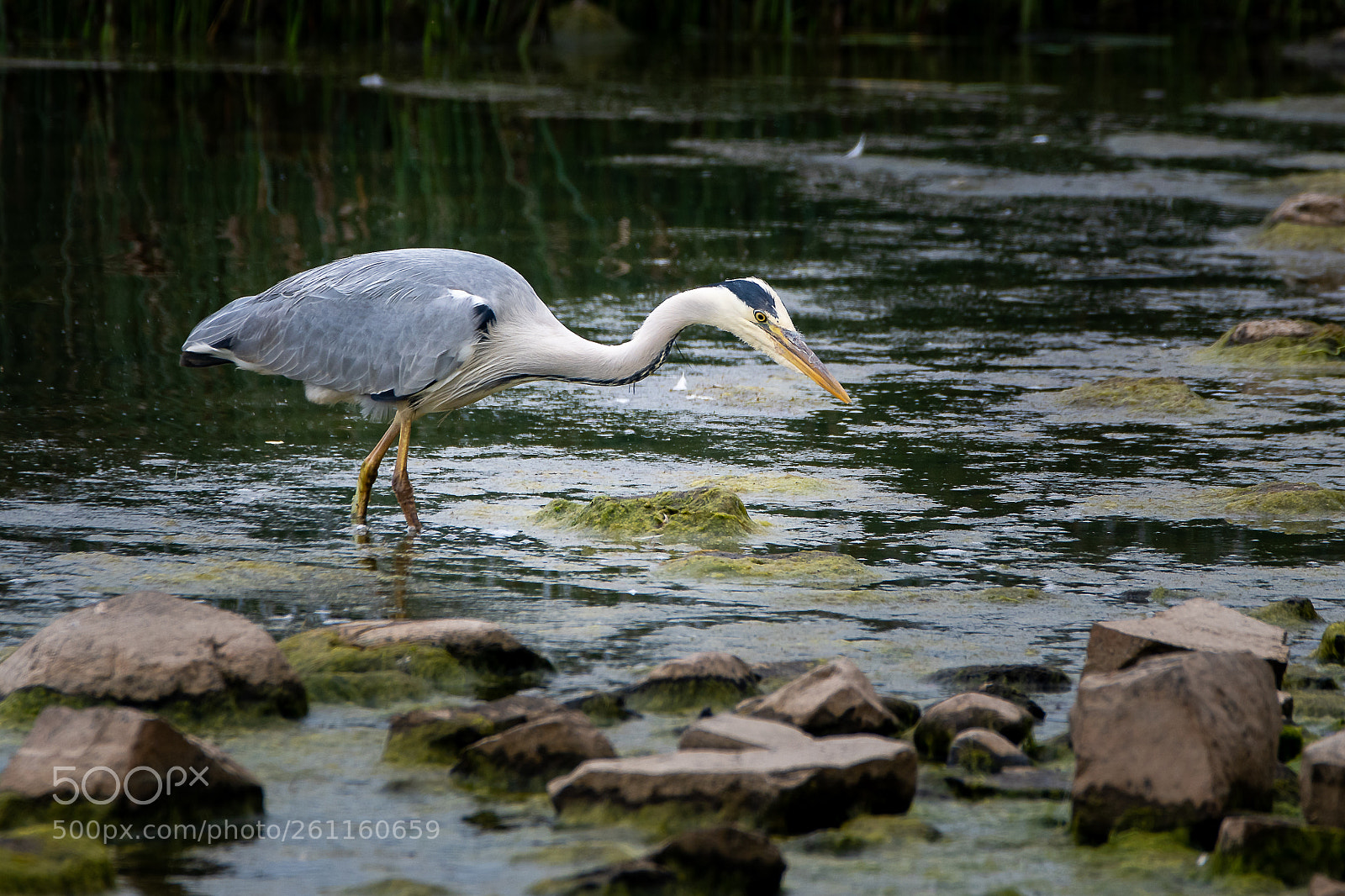 Nikon D500 sample photo. Heron photography