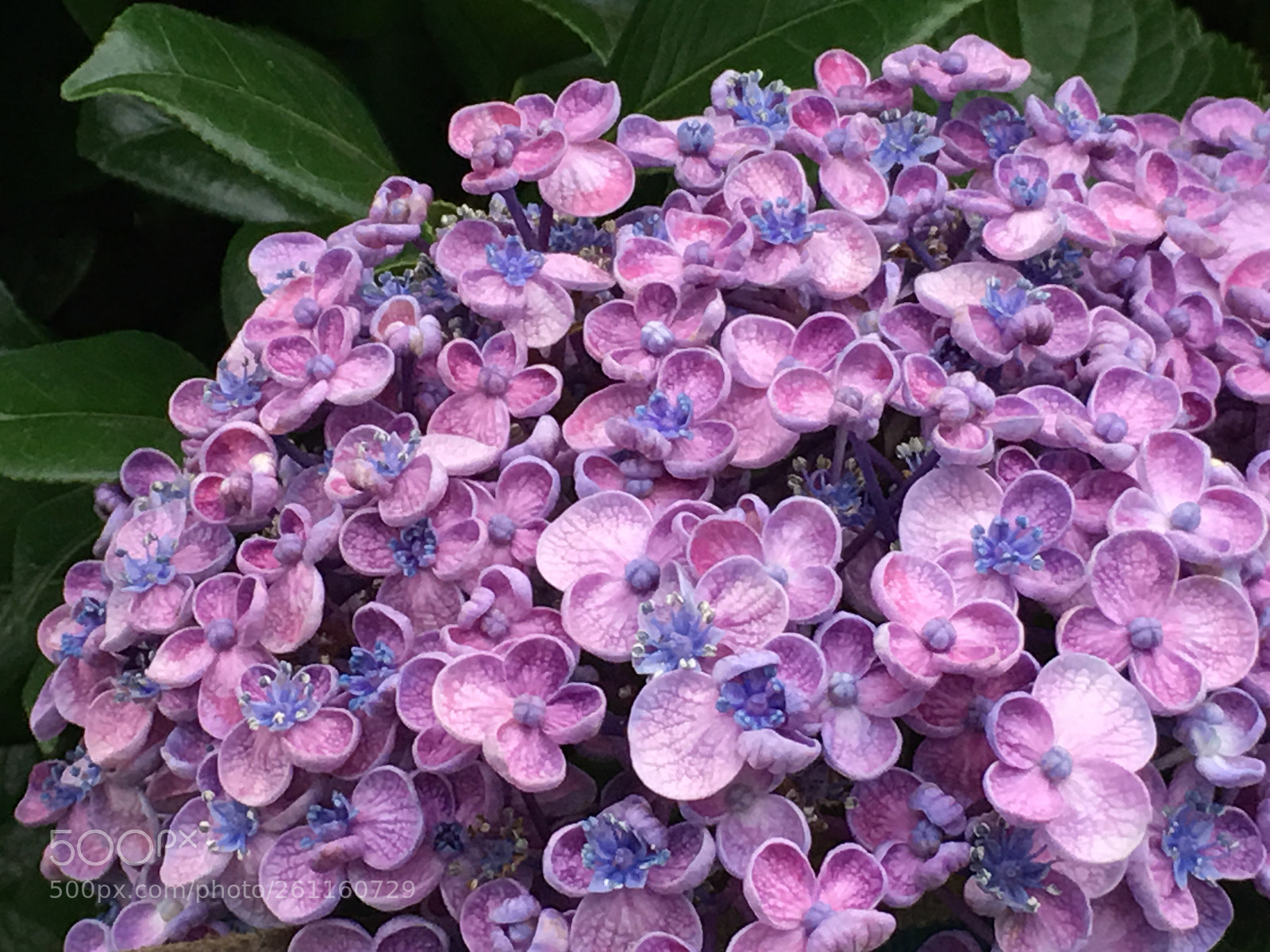 Apple iPhone 6s Plus sample photo. Summer2018 flowers photography