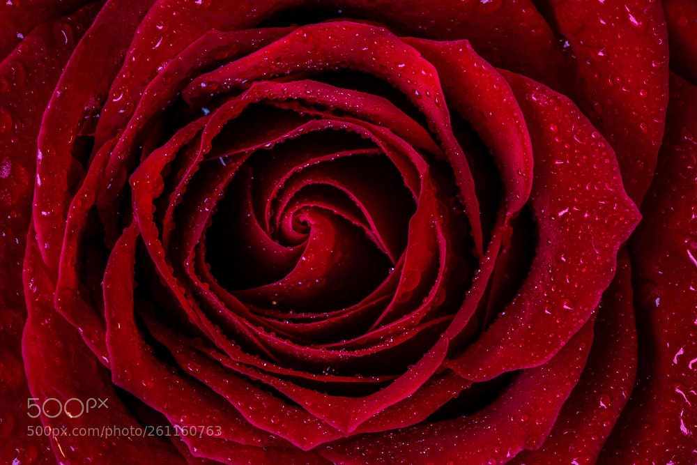 Sony a7R III sample photo. Red rose photography