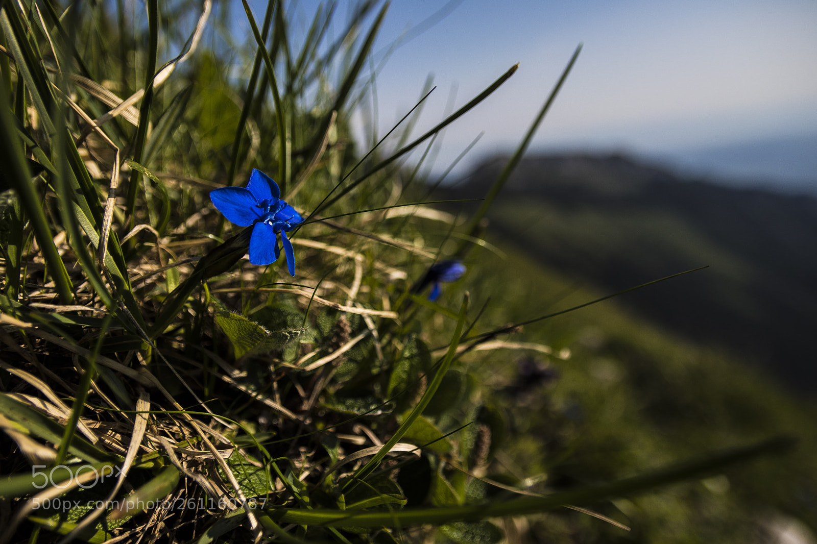 Canon EOS 80D sample photo. Img photography
