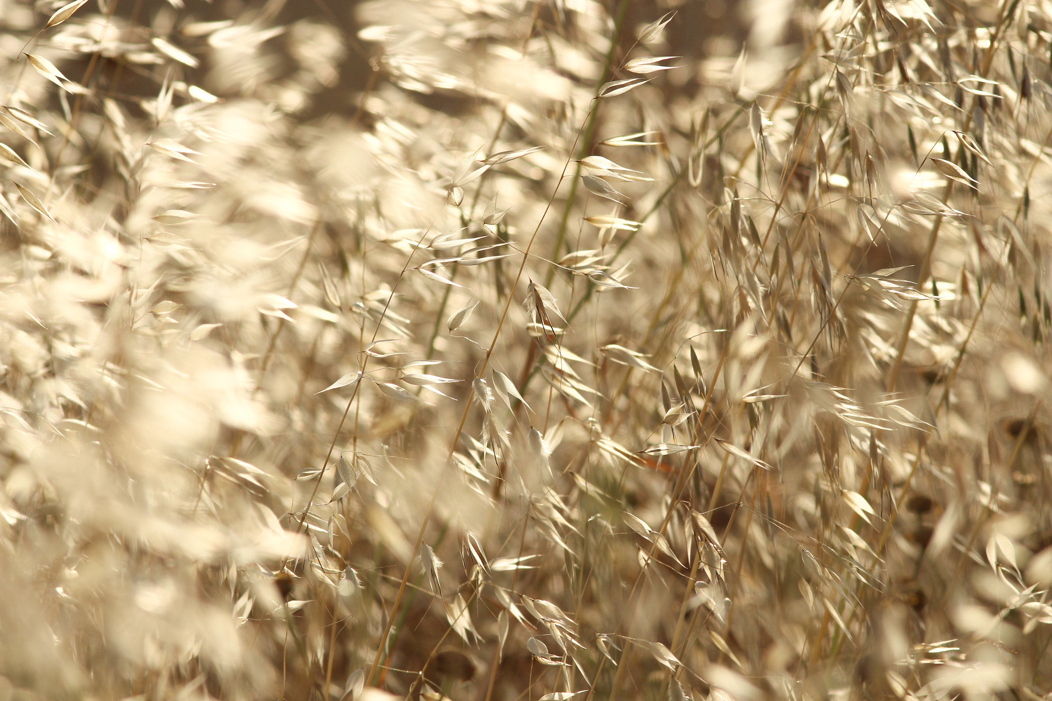 Canon EOS 700D (EOS Rebel T5i / EOS Kiss X7i) sample photo. Field of gold photography