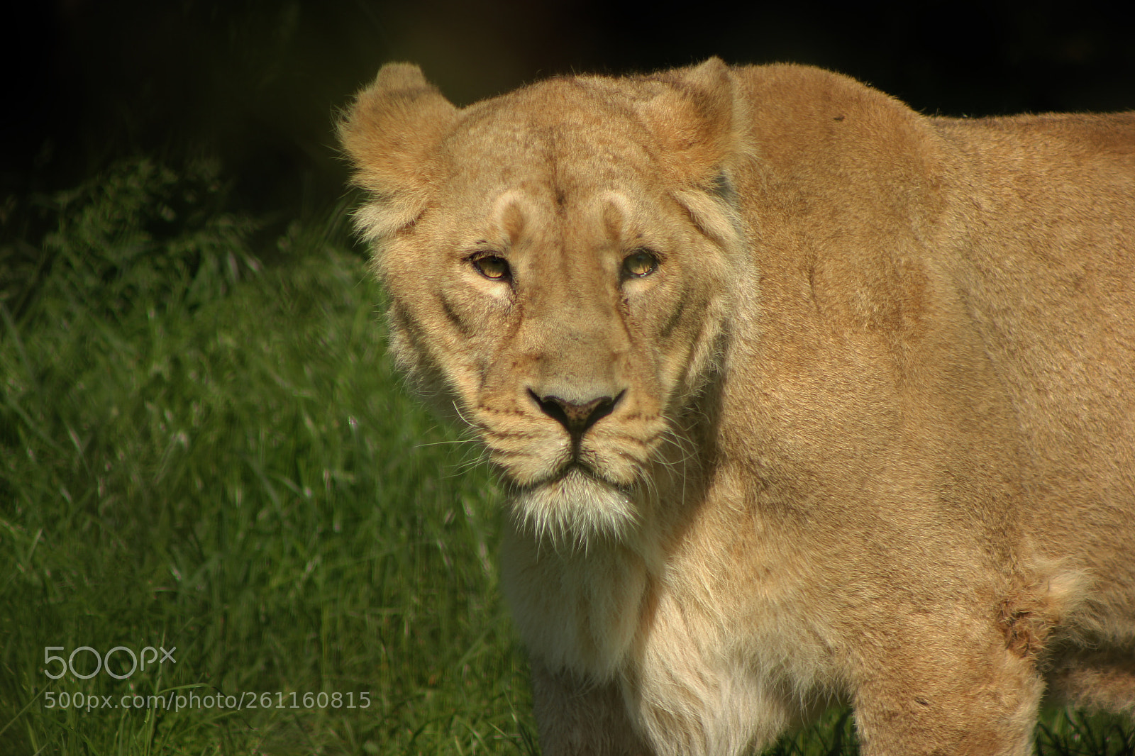 Canon EOS 550D (EOS Rebel T2i / EOS Kiss X4) sample photo. Lioness photography