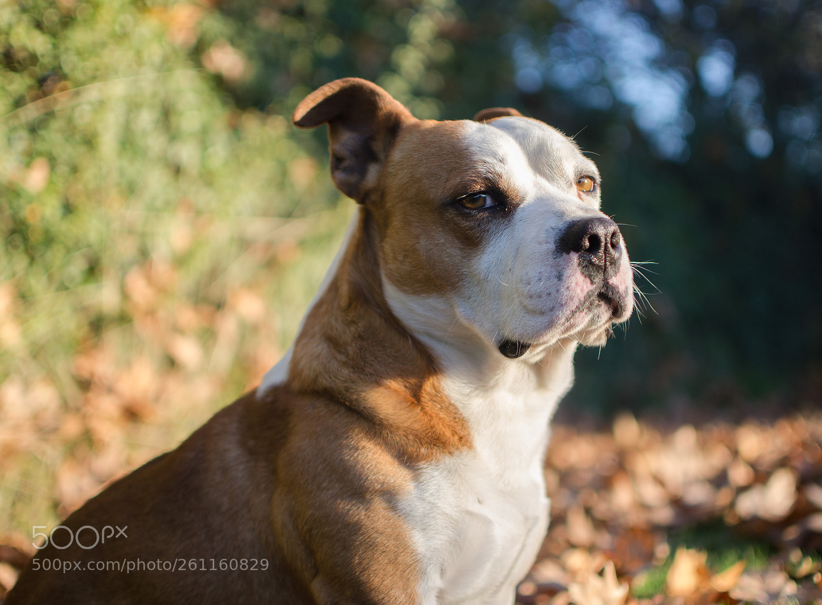 Nikon D5100 sample photo. Taison judges you photography