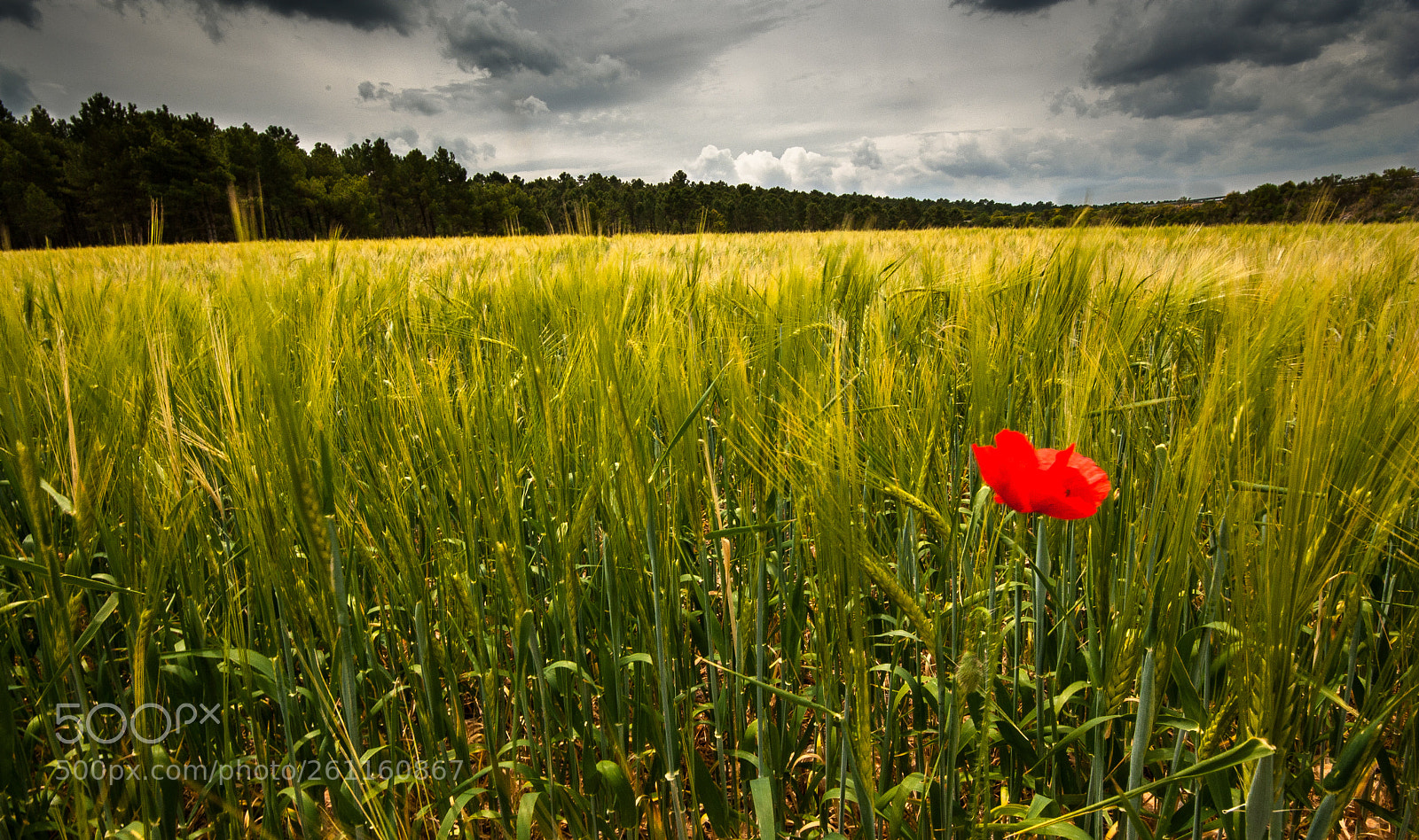 Pentax K10D sample photo. Amapola photography