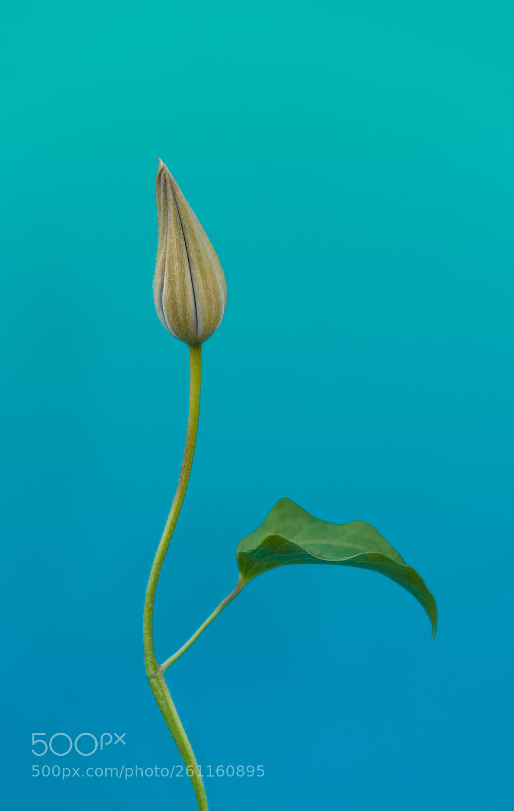 Sony a7R II sample photo. Bud macro v1.0 photography