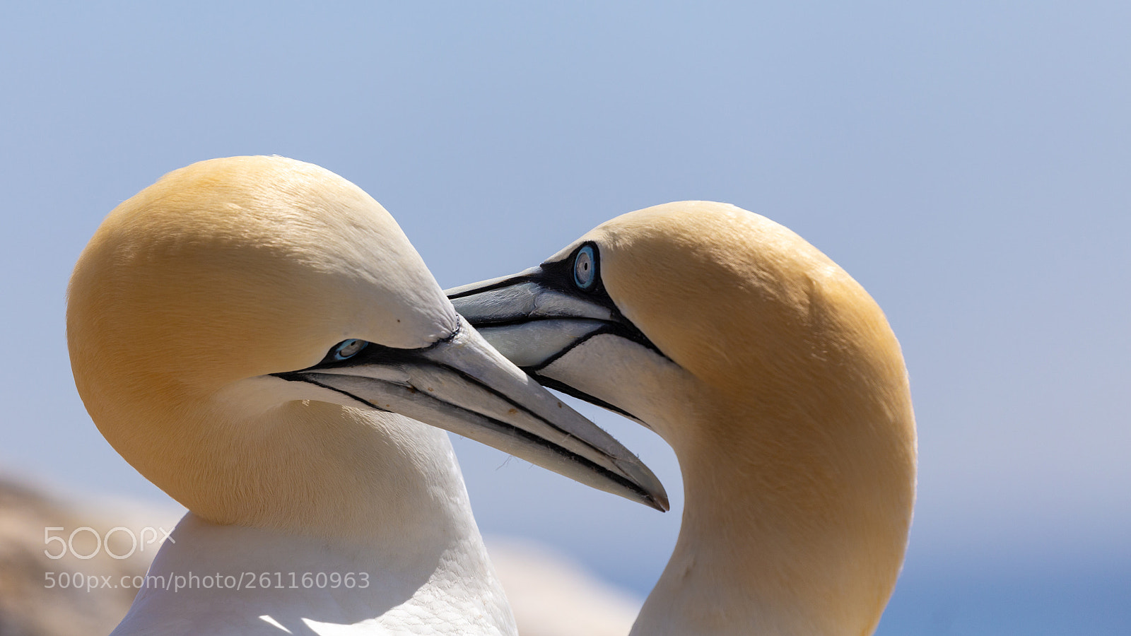 Canon EOS 6D sample photo. Kissing (?) gannets photography