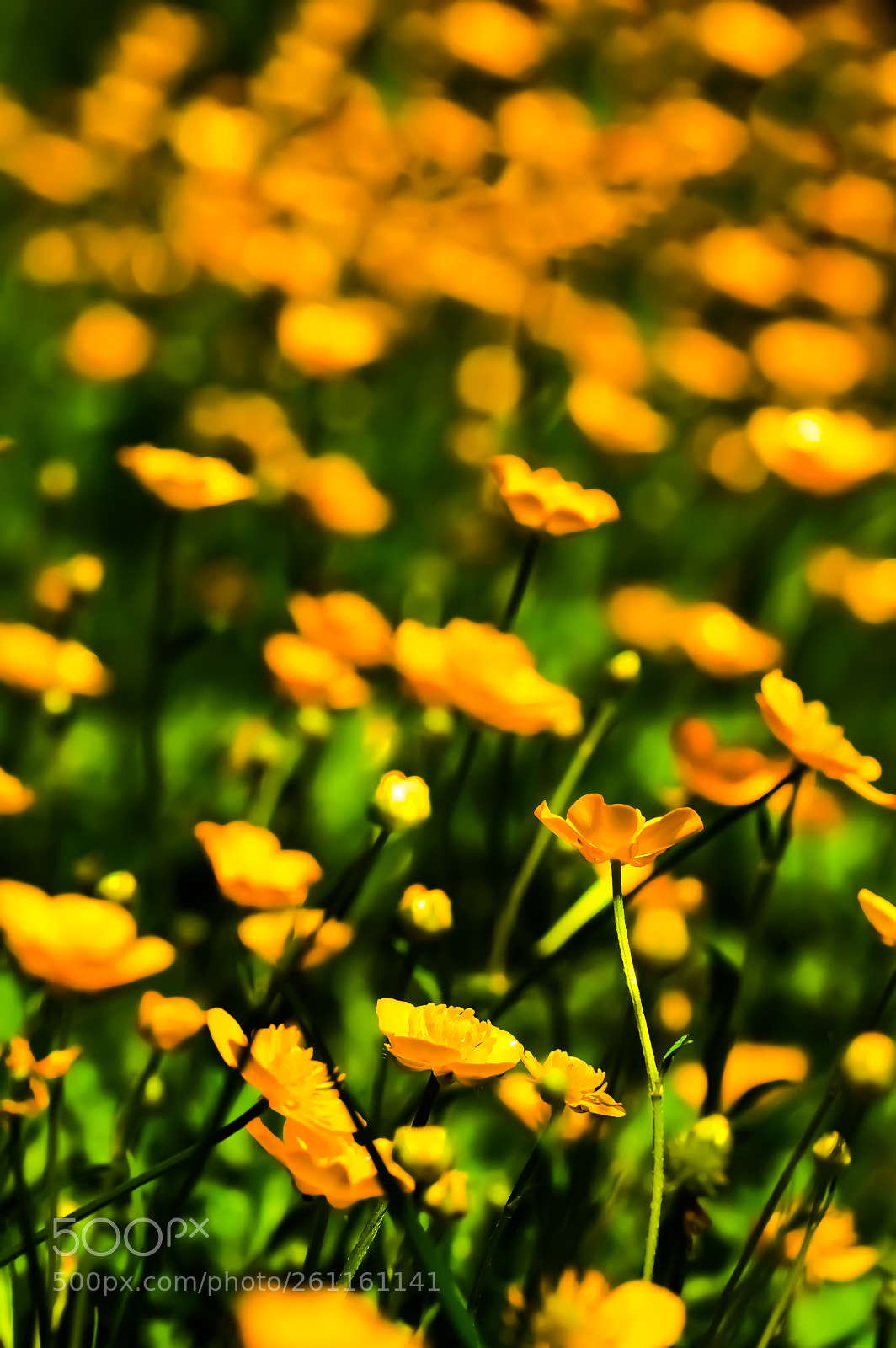 Nikon D3200 sample photo. Green and yellow photography