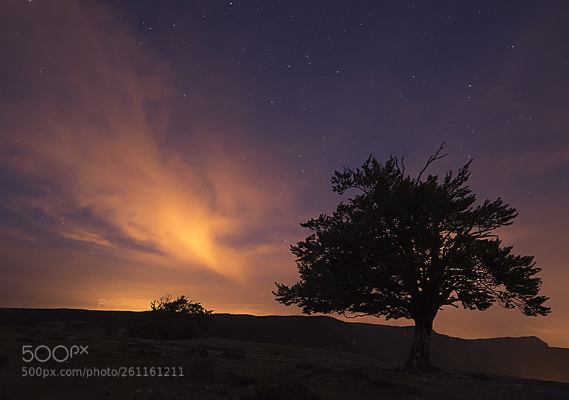 Nikon D750 sample photo. Buscando estrellas photography