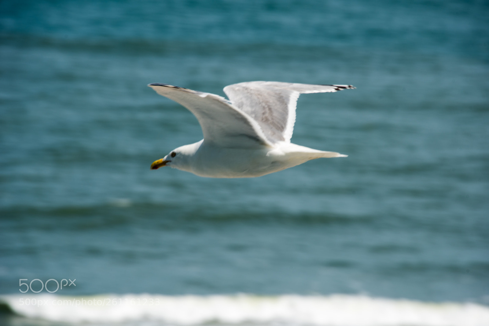 Nikon D750 sample photo. Seagull and sea photography