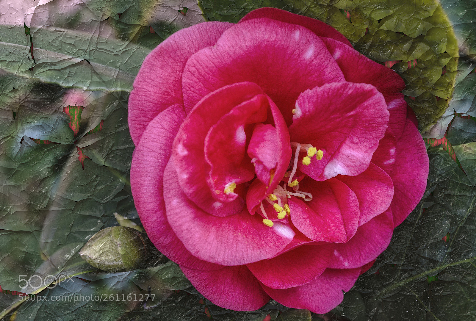 Sony a6300 sample photo. Camellia.. photography