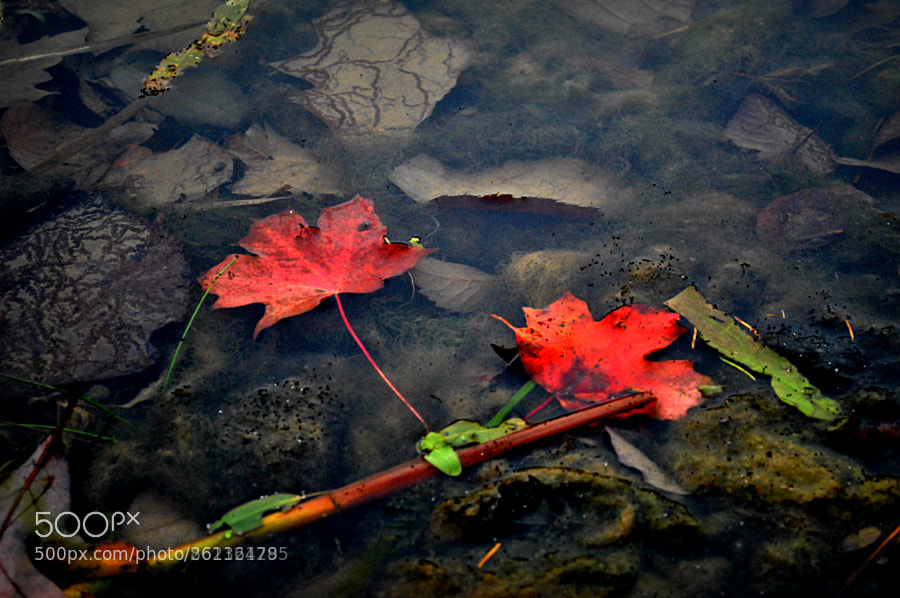 Nikon D3000 sample photo. Untitled photography