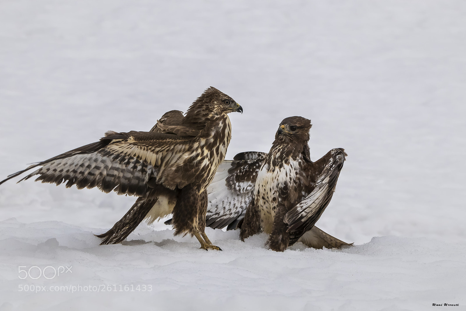 Canon EOS 77D (EOS 9000D / EOS 770D) sample photo. Pelea de busardos ratoneros. photography