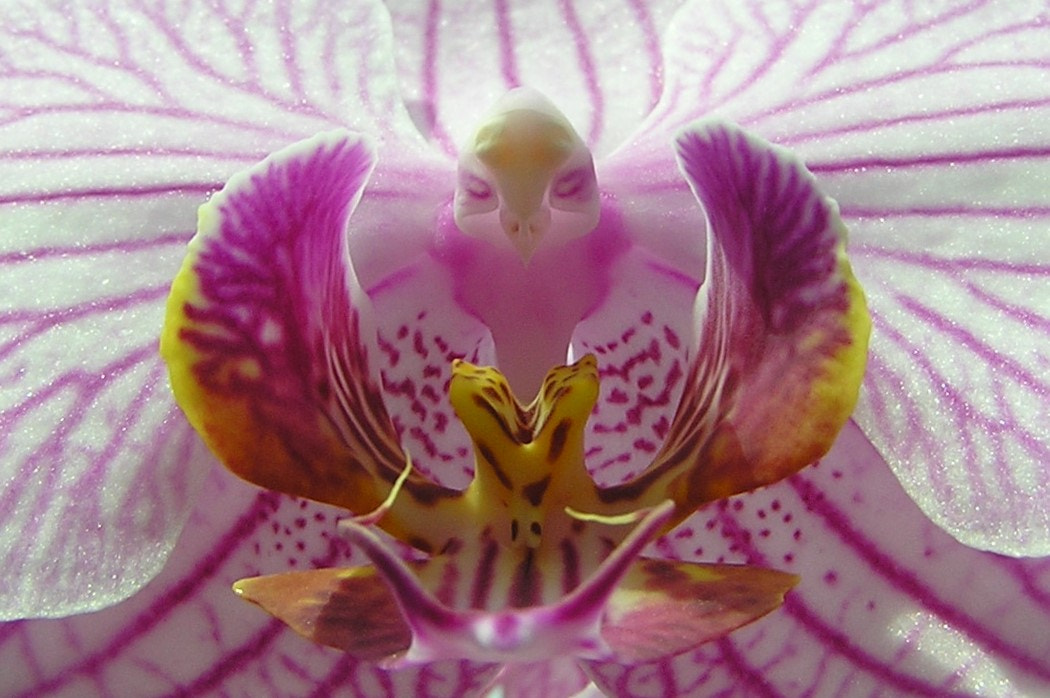 Olympus C750UZ sample photo. Orchid detail photography