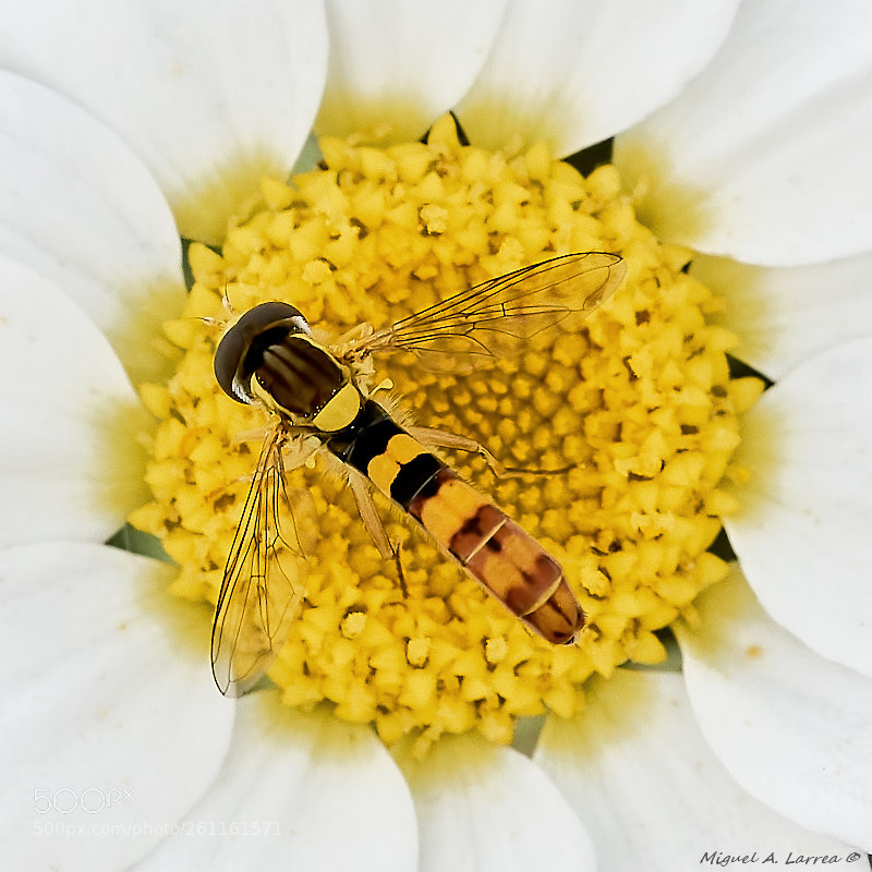 Sony ILCA-77M2 sample photo. Sphaerophoria scripta photography
