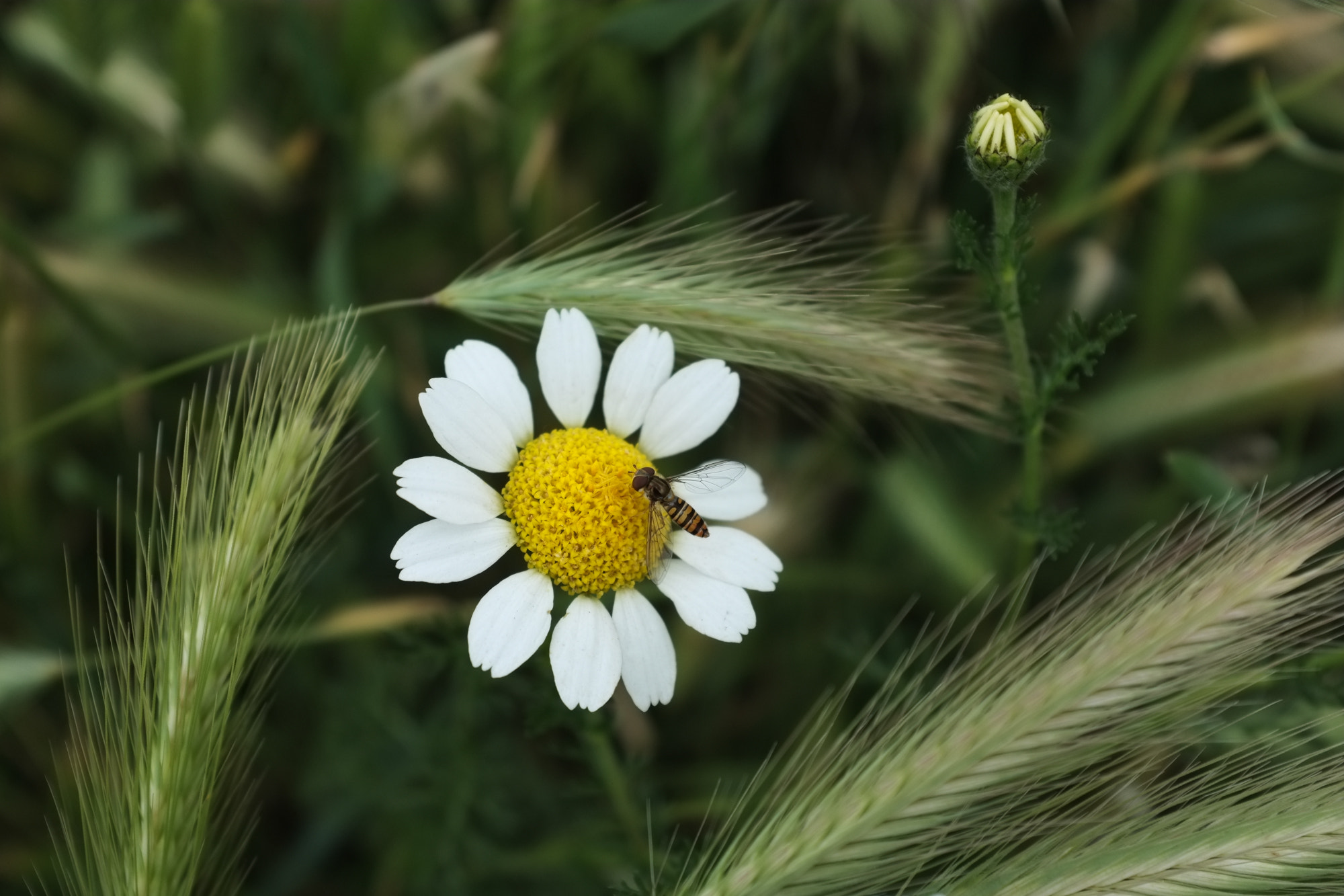 Fujifilm FinePix X100 sample photo. Una visita inesperada photography