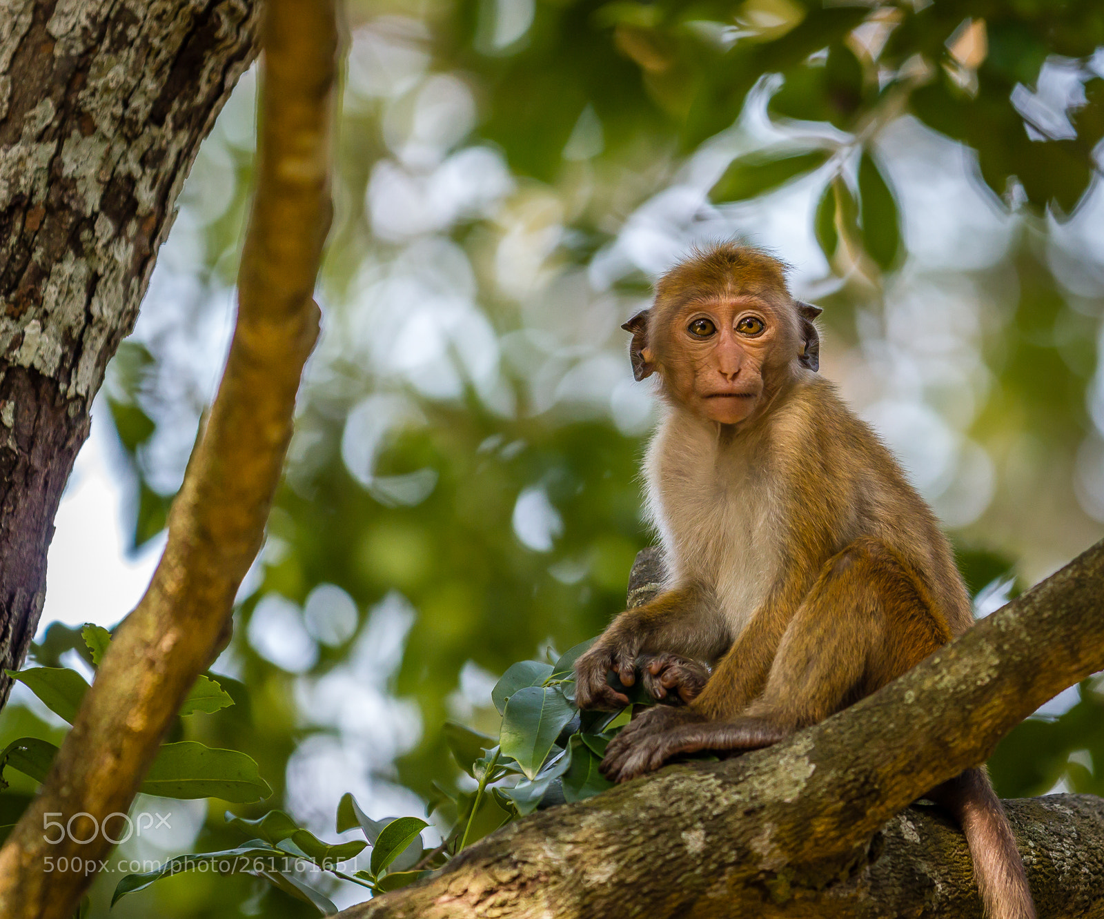 Canon EOS 550D (EOS Rebel T2i / EOS Kiss X4) sample photo. Young macaque photography