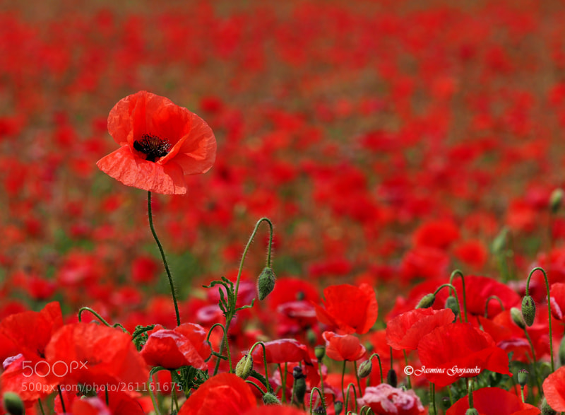 Olympus OM-D E-M1 Mark II sample photo. Boldness photography