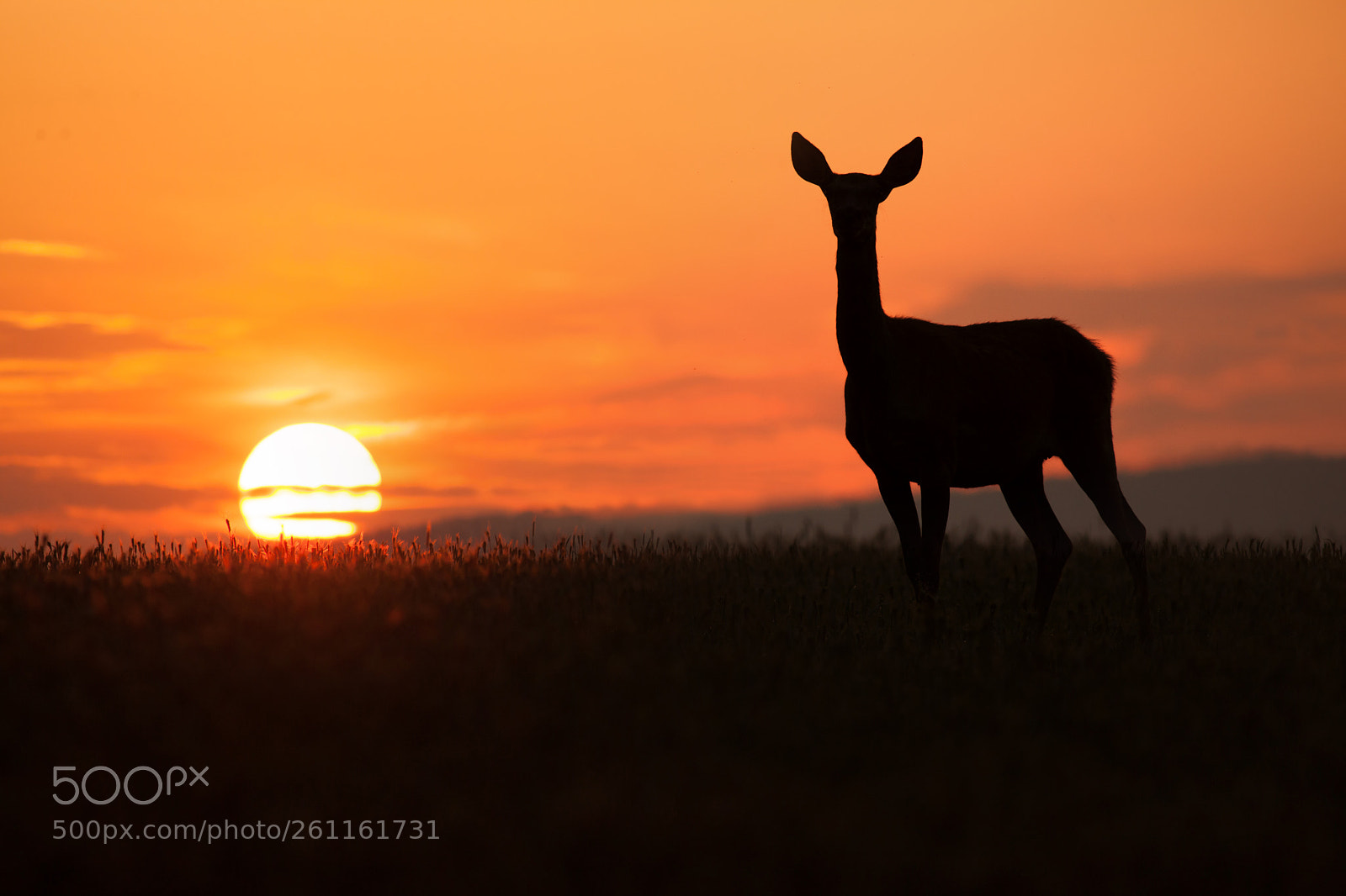 Canon EOS 5D Mark II sample photo. Cervus elaphus photography