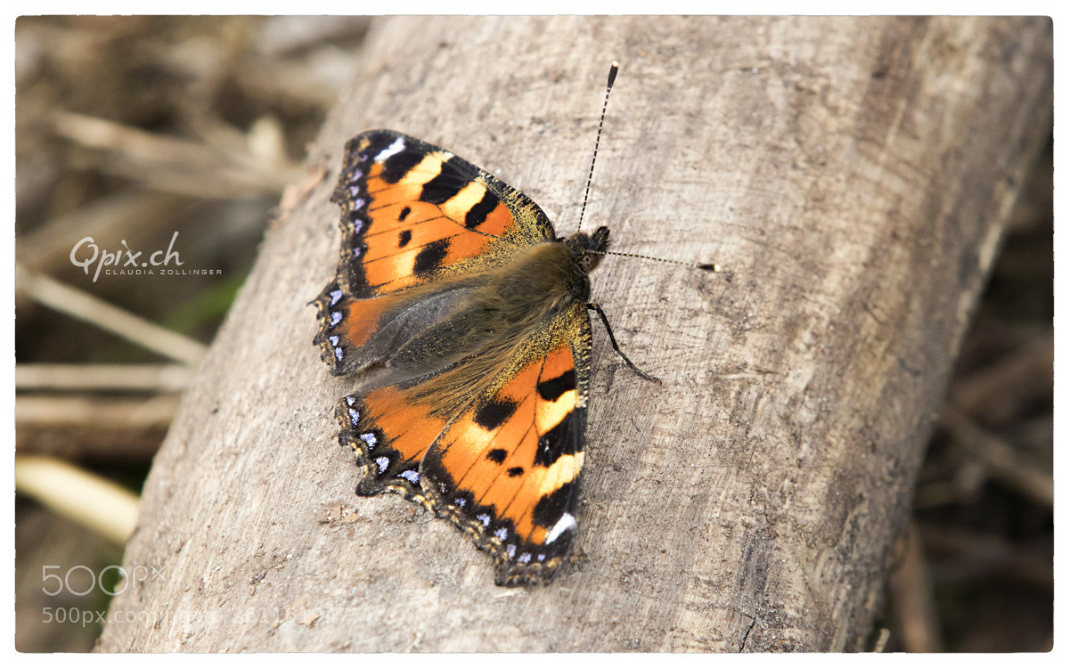 Canon EOS 80D sample photo. Schmetterling photography