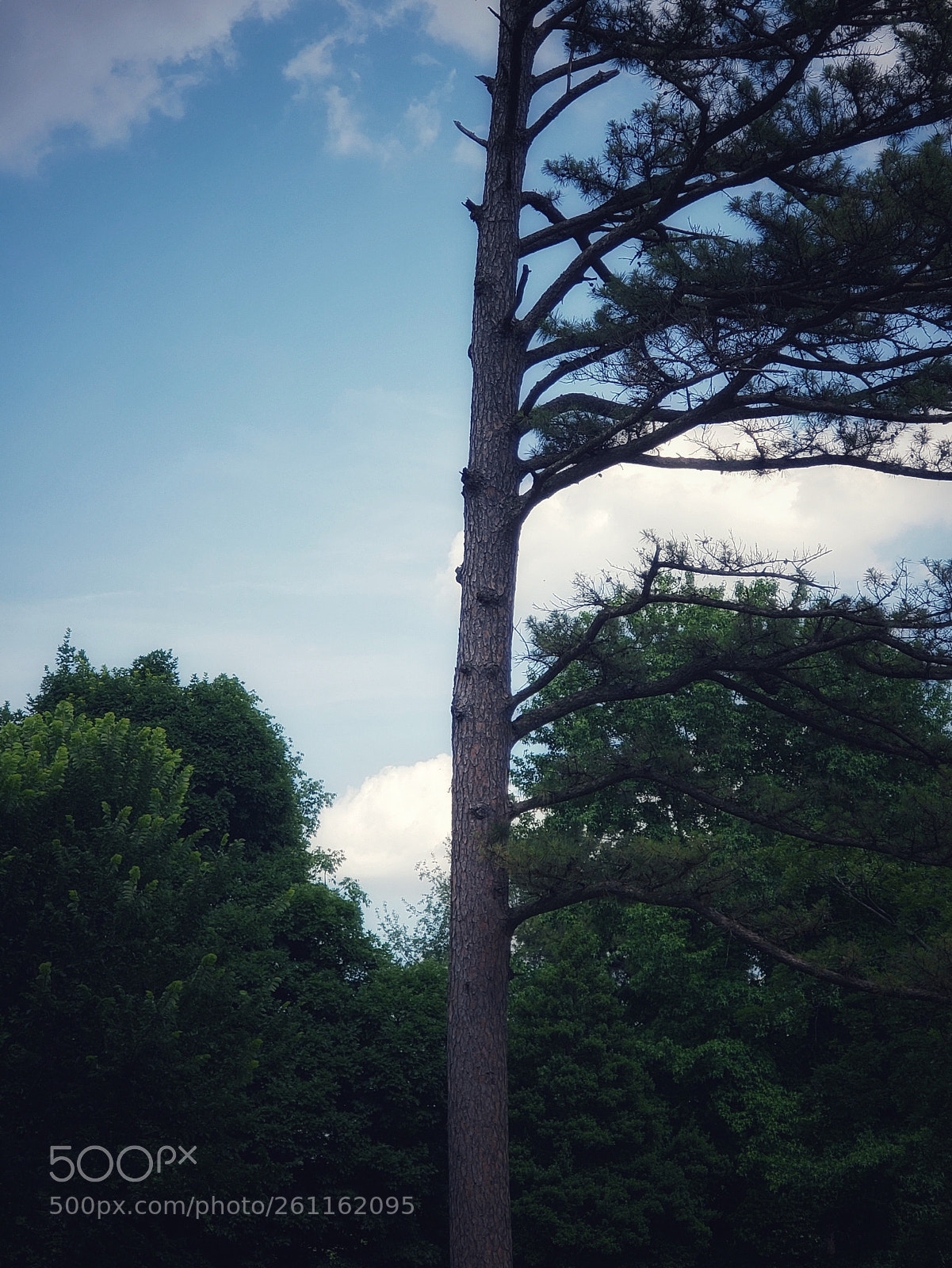 Samsung Galaxy S9+ sample photo. 50/50 photography