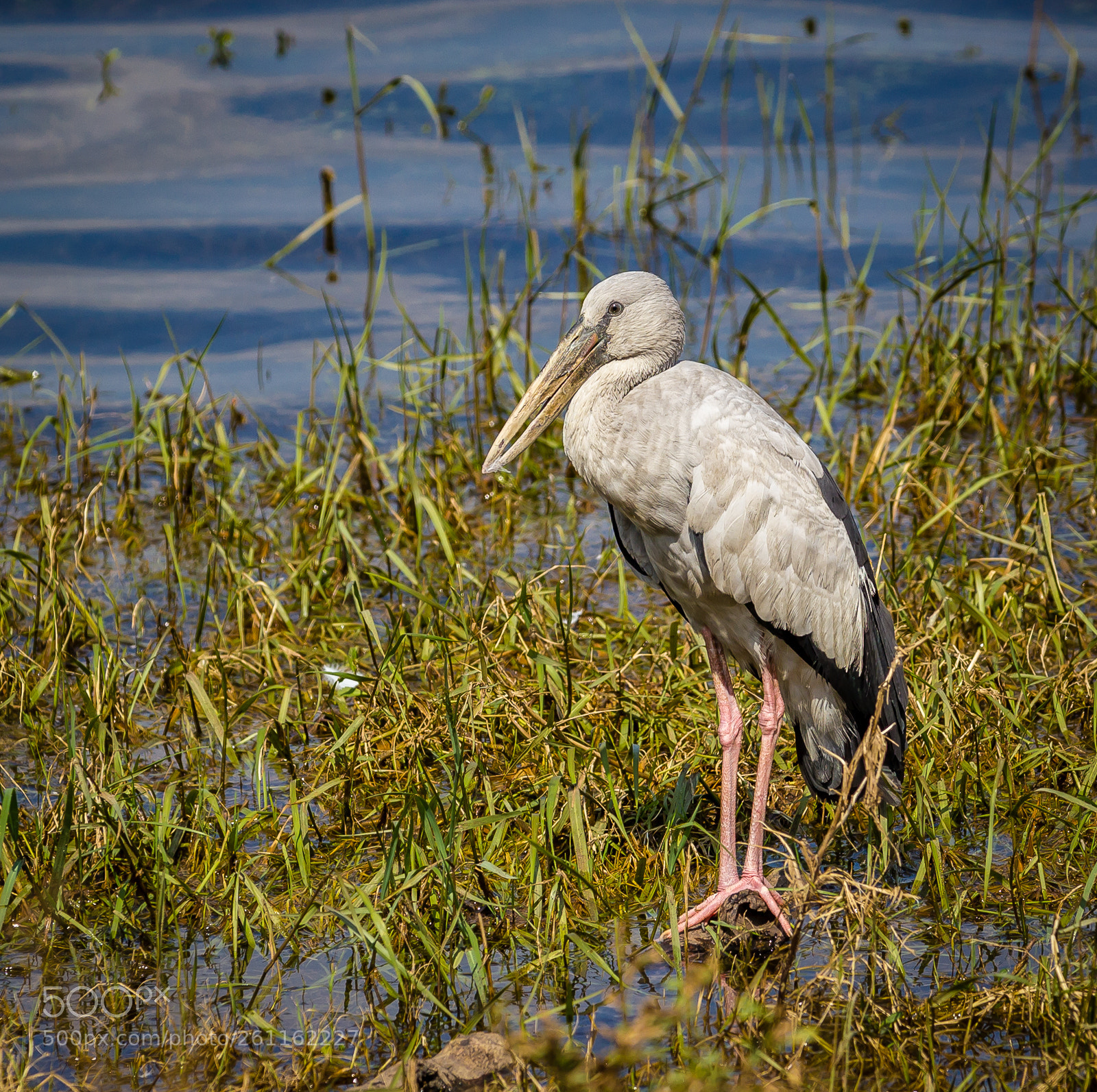 Canon EOS 550D (EOS Rebel T2i / EOS Kiss X4) sample photo. Stork photography
