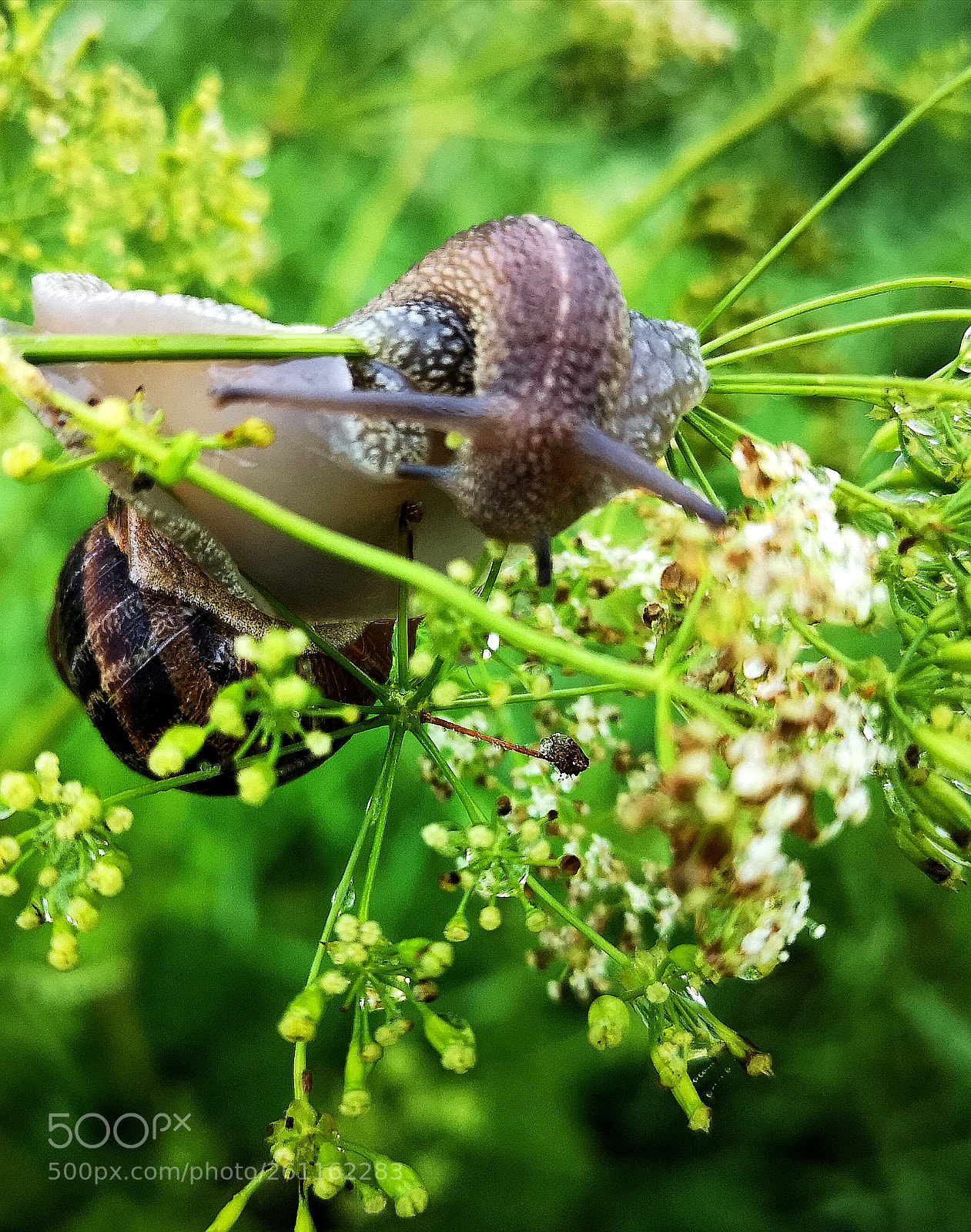HUAWEI CLT-L09 sample photo. Snail photography