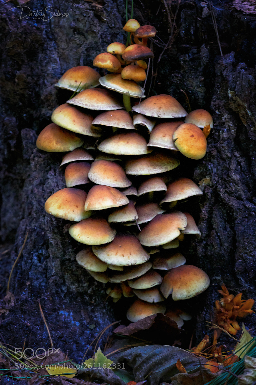 Canon EOS 7D sample photo. Ukrainian wild mushrooms photography
