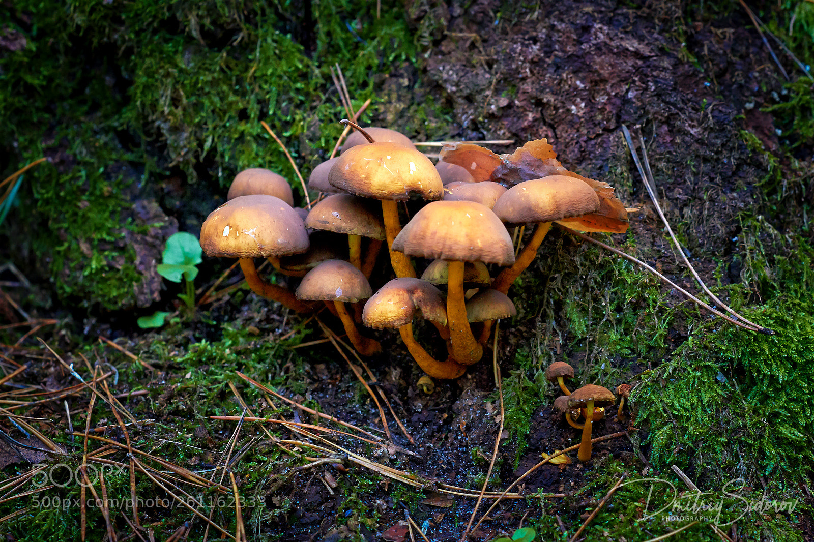Canon EOS 7D sample photo. Ukrainian wild mushrooms photography