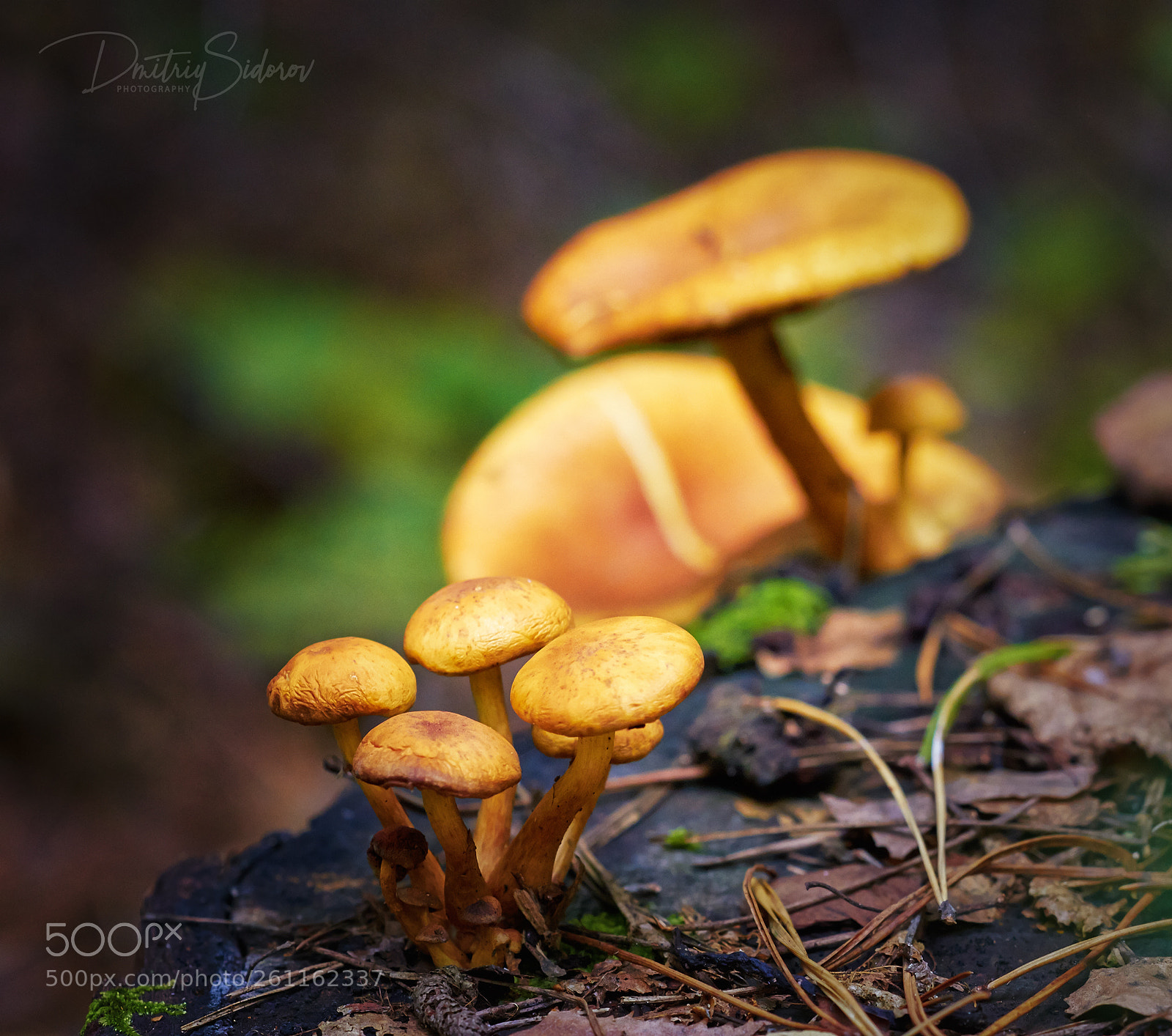 Canon EOS 7D sample photo. Ukrainian wild mushrooms photography