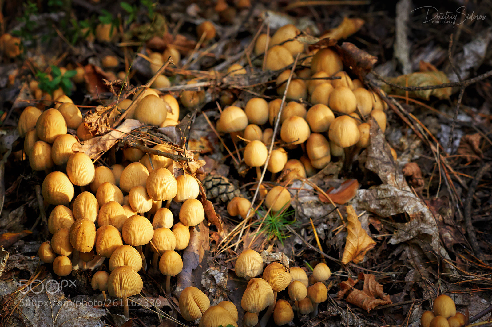 Canon EOS 7D sample photo. Ukrainian wild mushrooms photography