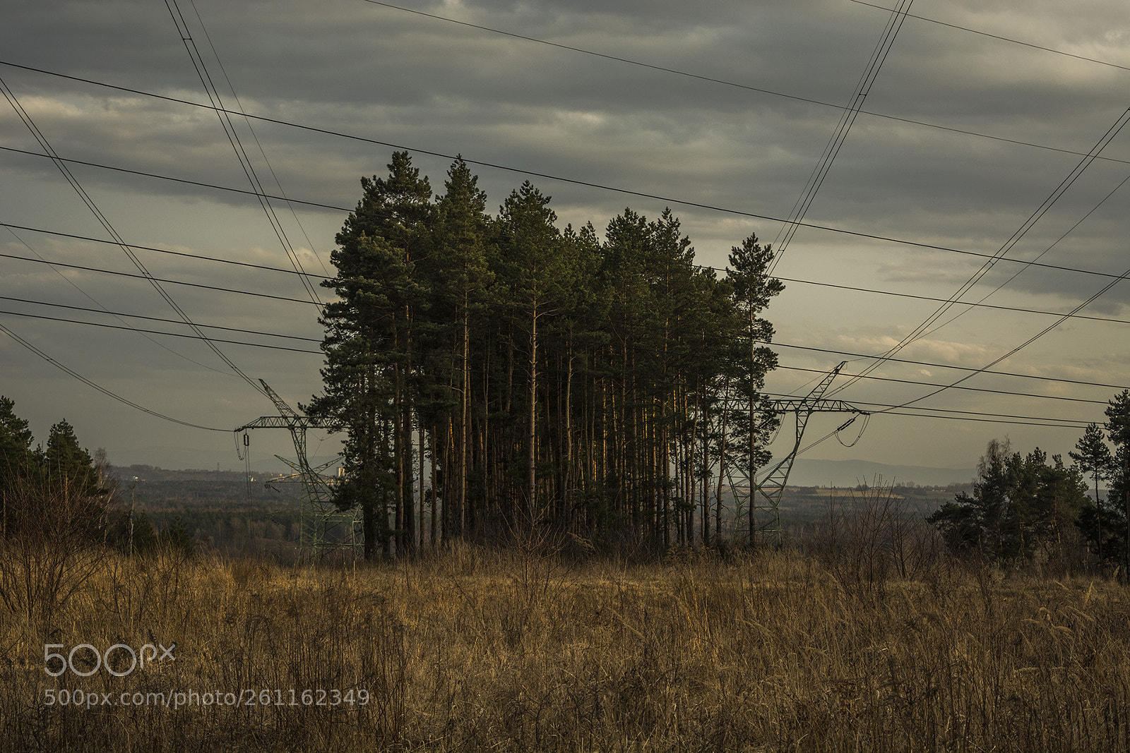 Nikon D5200 sample photo. Lonly trees photography