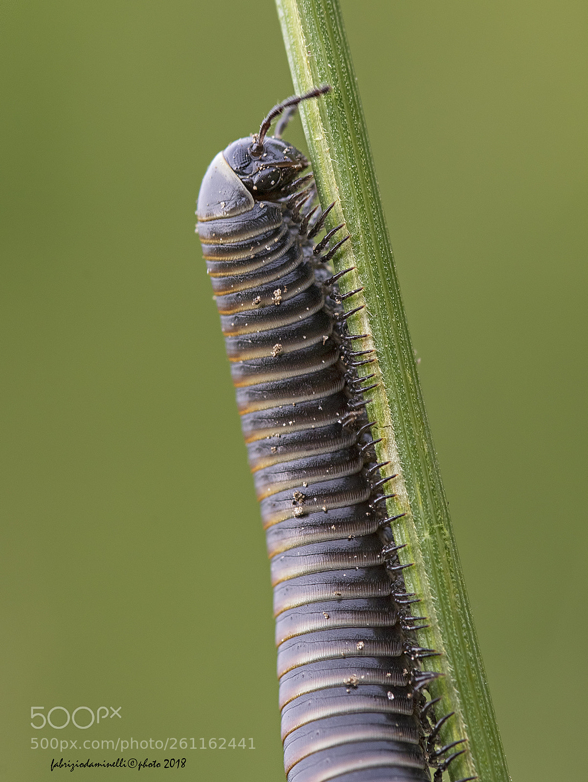 Canon EOS 7D Mark II sample photo. Pachyiulus sp. - millepiedi photography