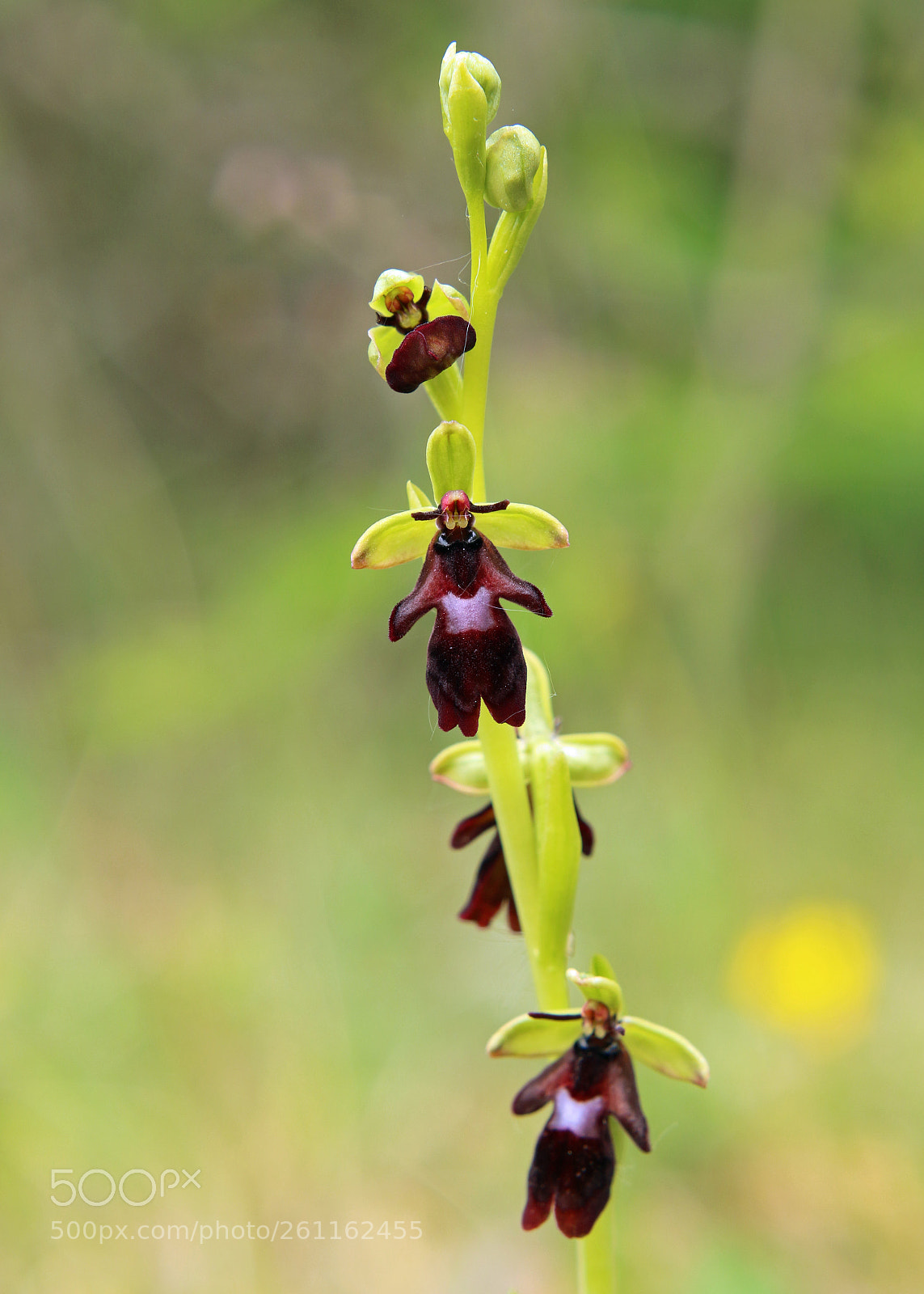 Canon EOS 7D Mark II sample photo. Fly orchid 2 photography