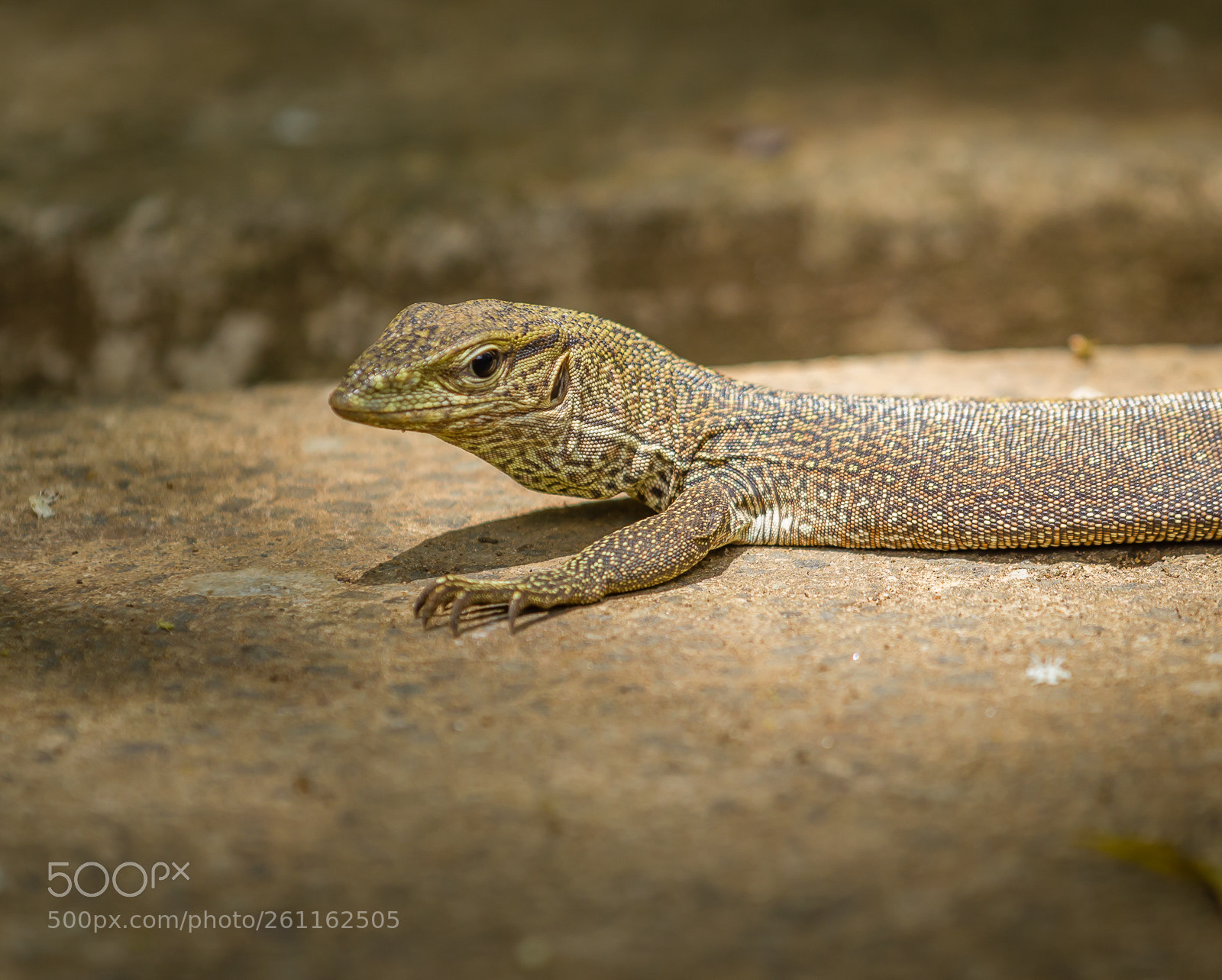 Canon EOS 550D (EOS Rebel T2i / EOS Kiss X4) sample photo. Posing lizard photography