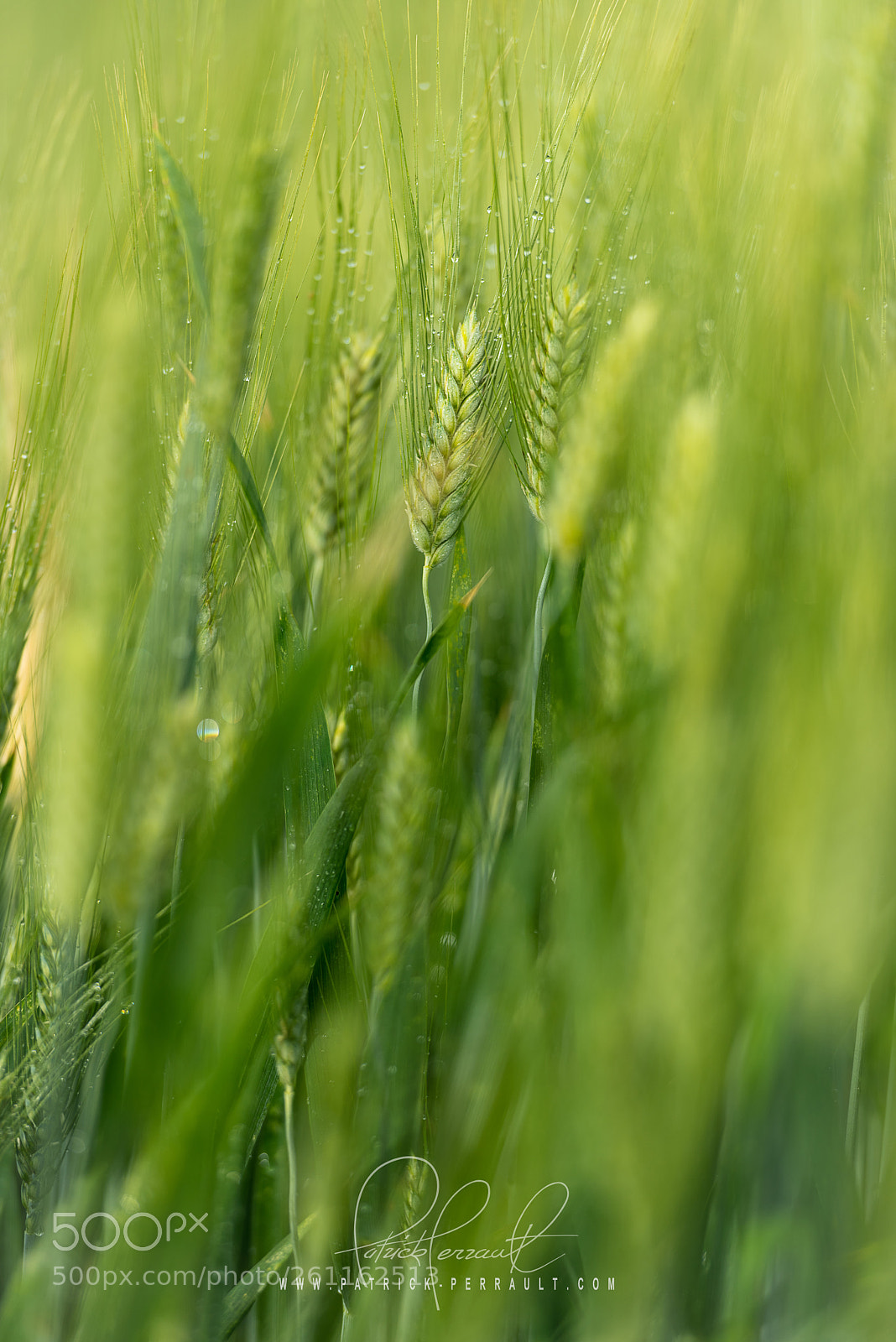 Nikon D810 sample photo. Toscan corn photography