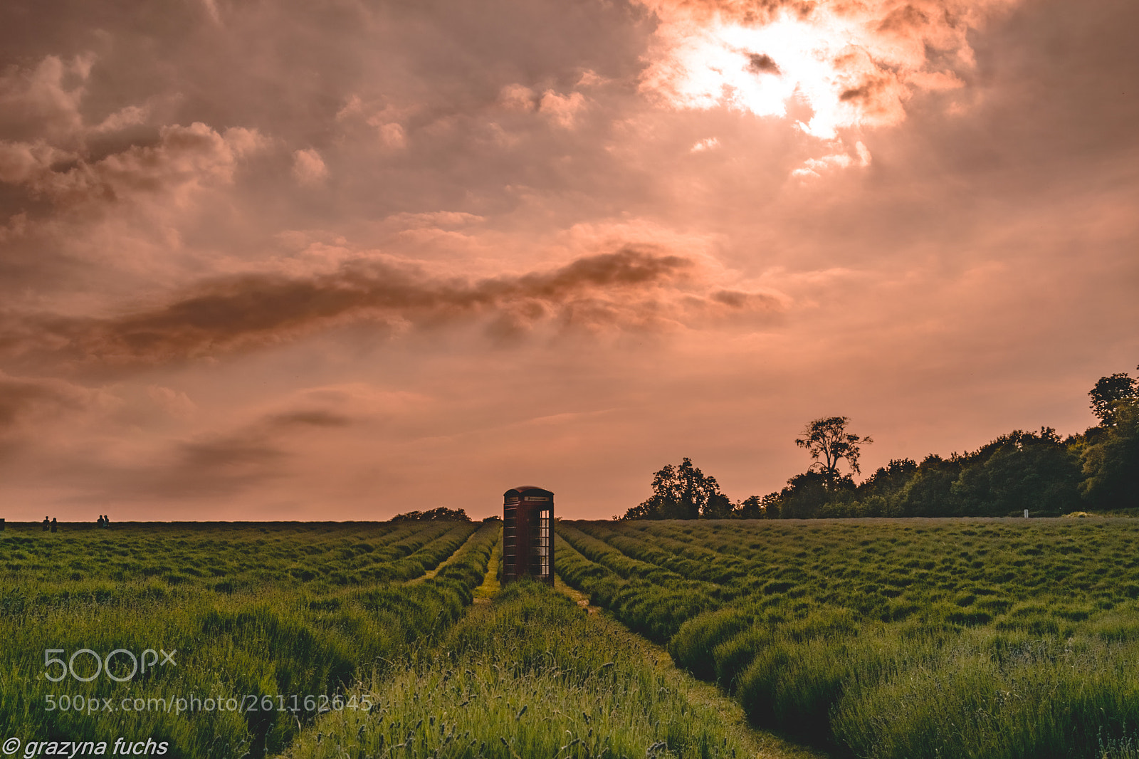 Nikon D3300 sample photo. Lavender field photography