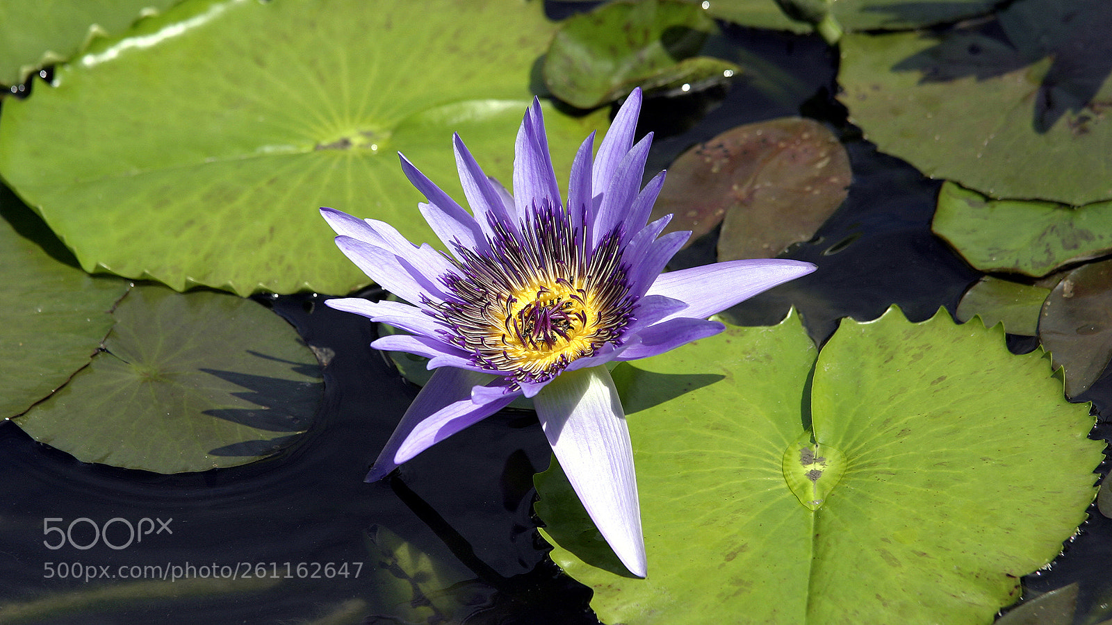Canon EOS 10D sample photo. Seerose, water lily photography